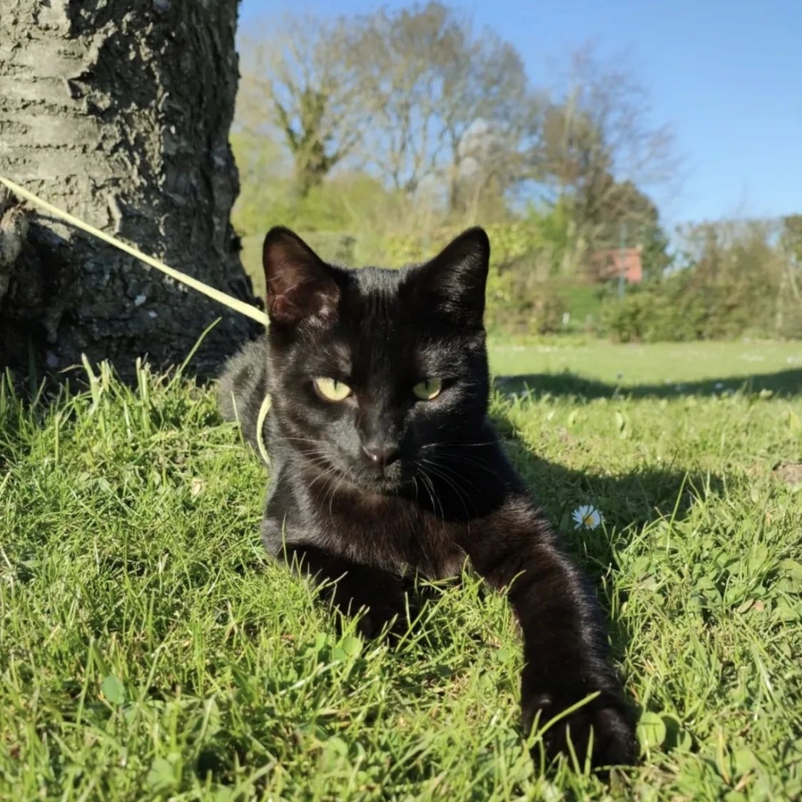 Loki