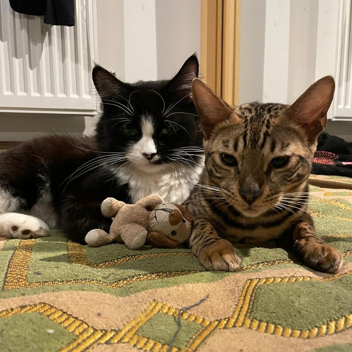 Cookie and Lola