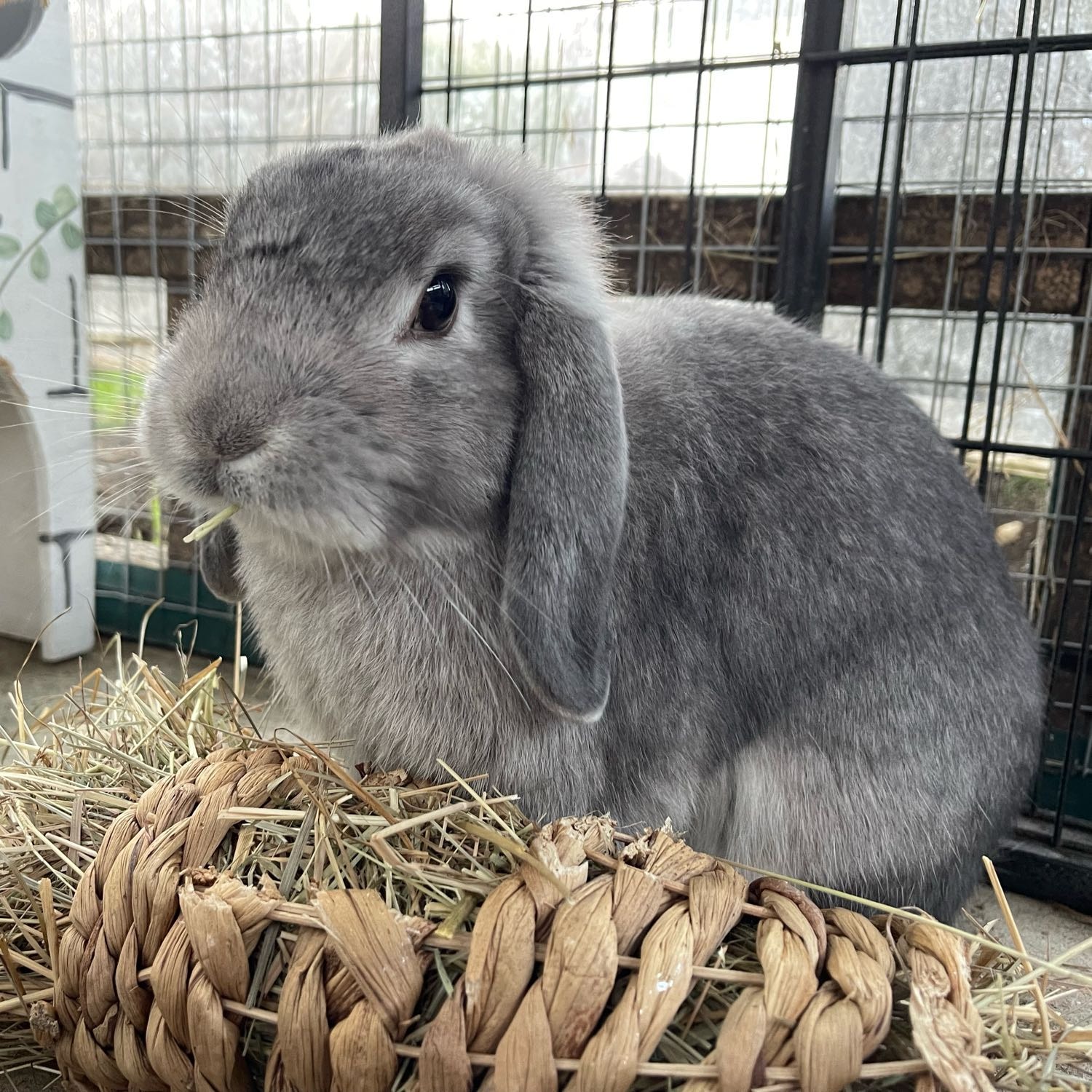 Merlin 