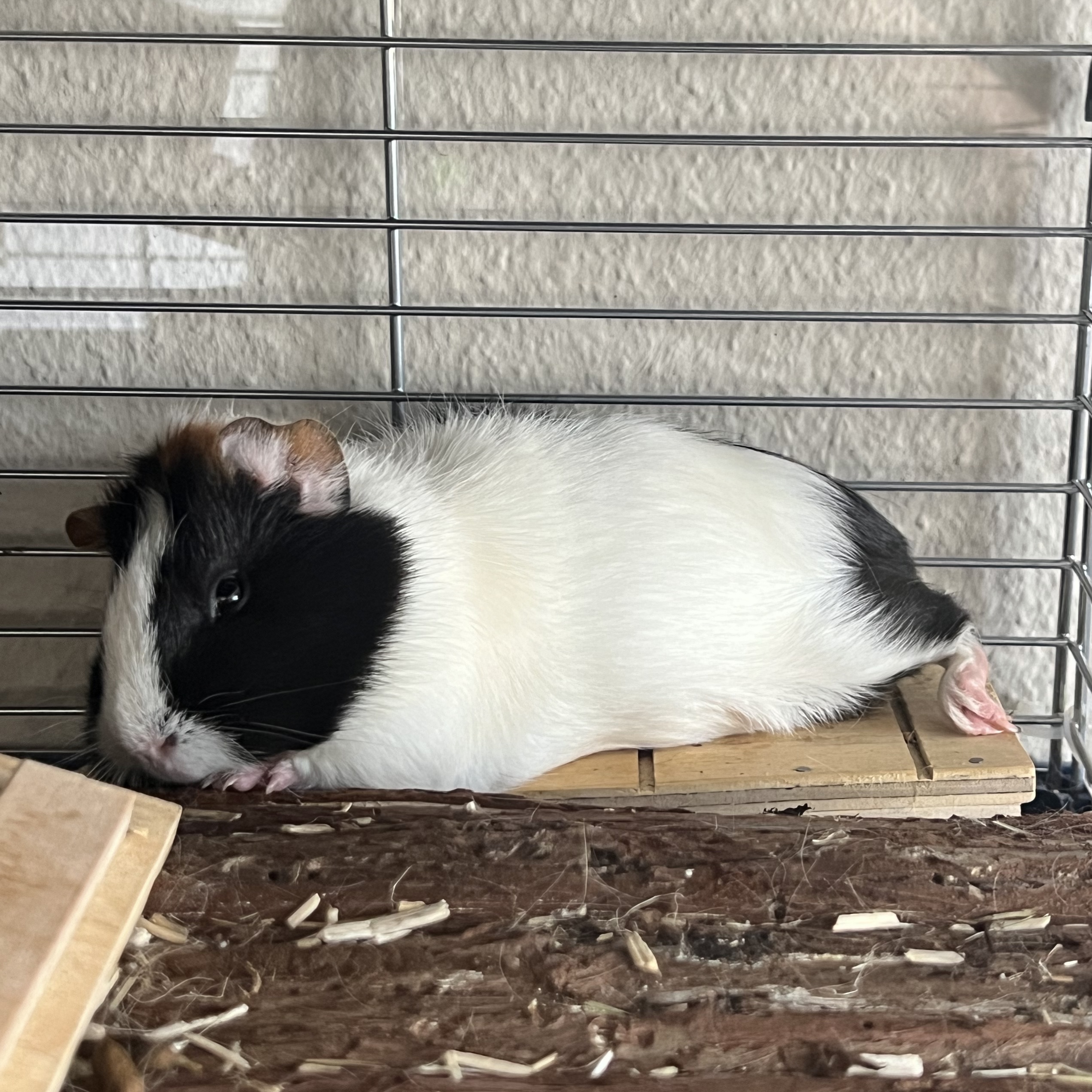 Cookie