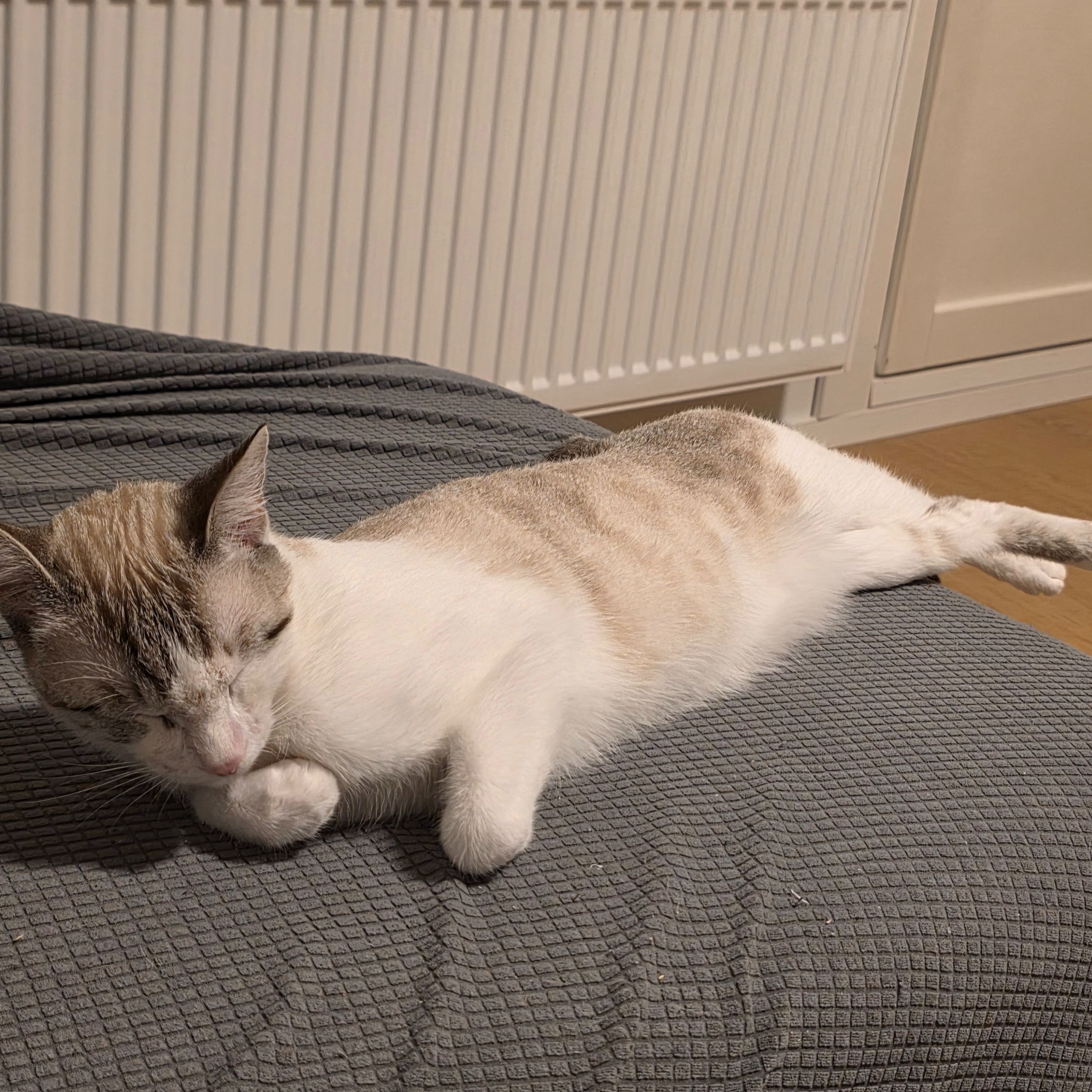 Marli