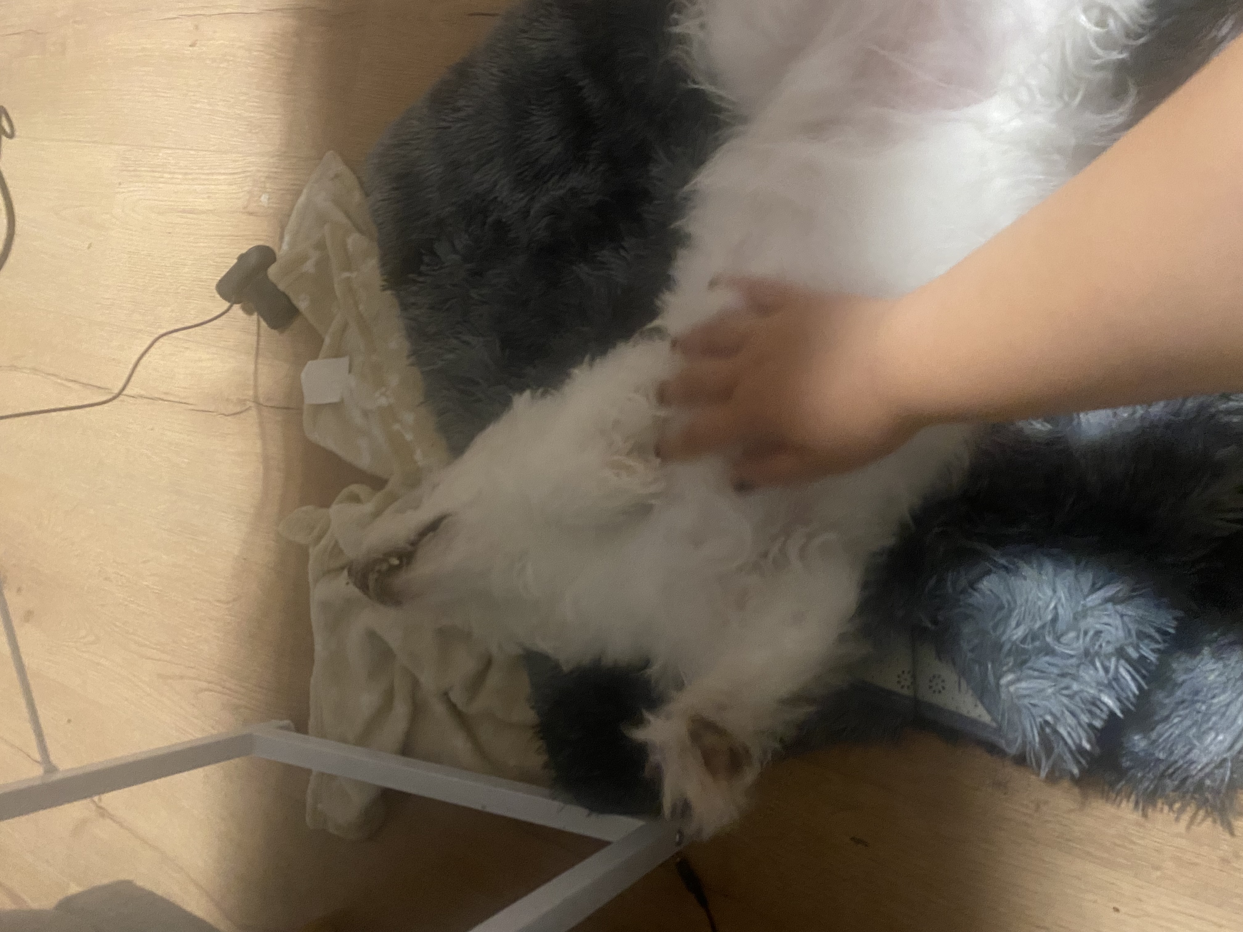 image-7