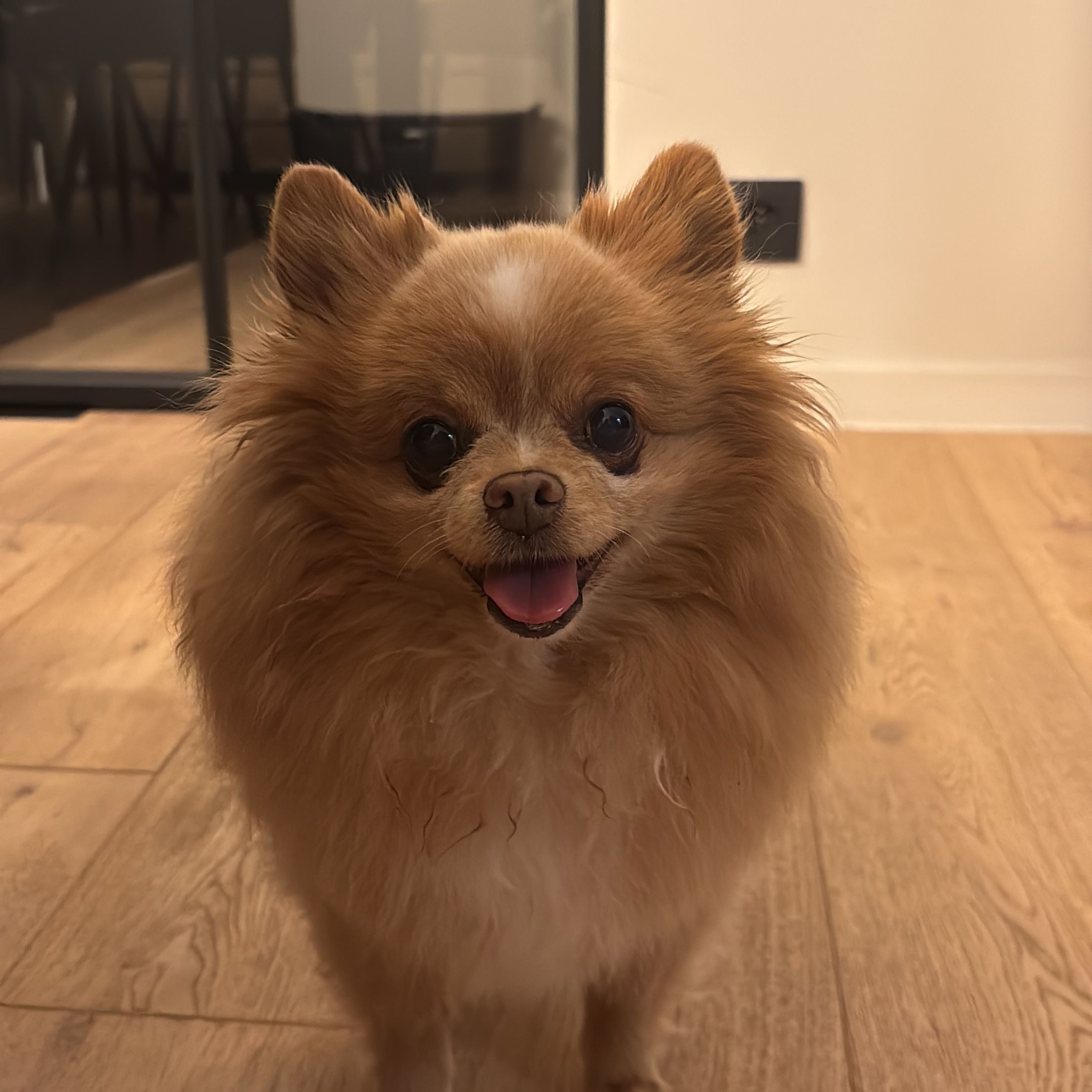 Jules 🐶