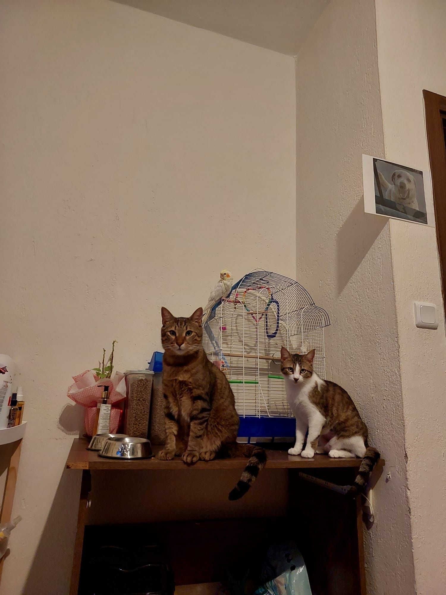 image-7