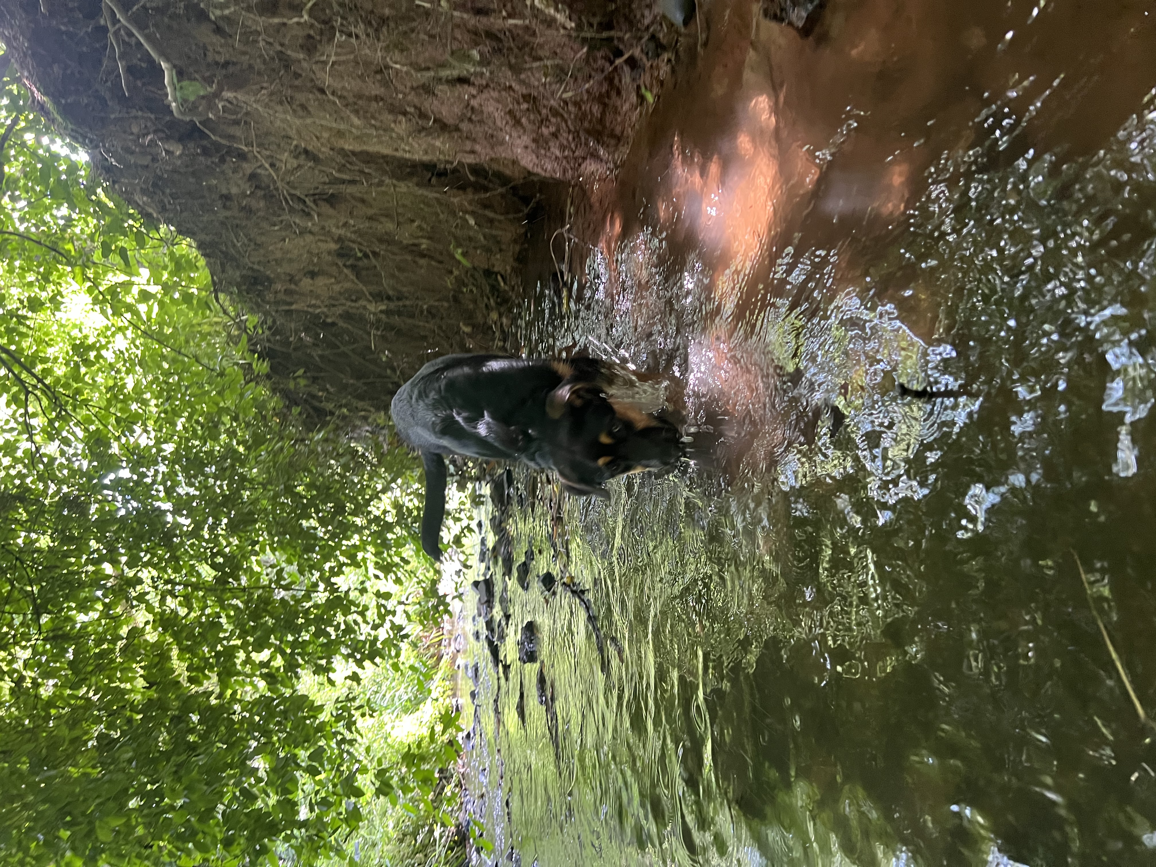 image-11