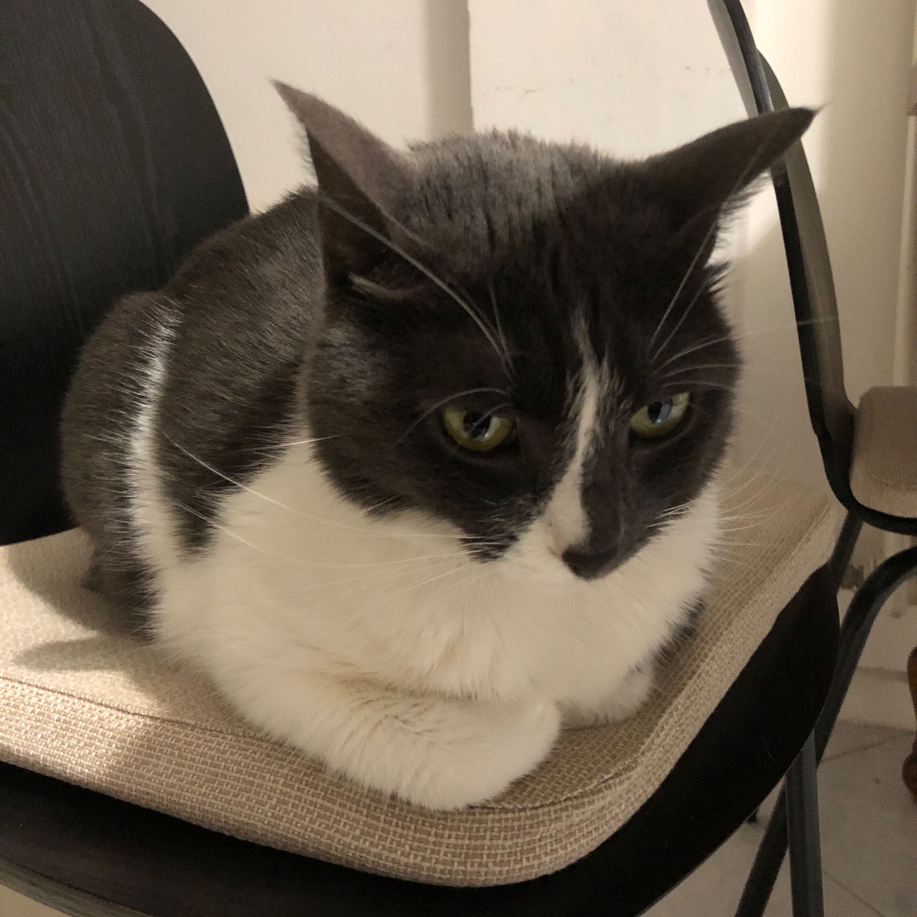 Arya