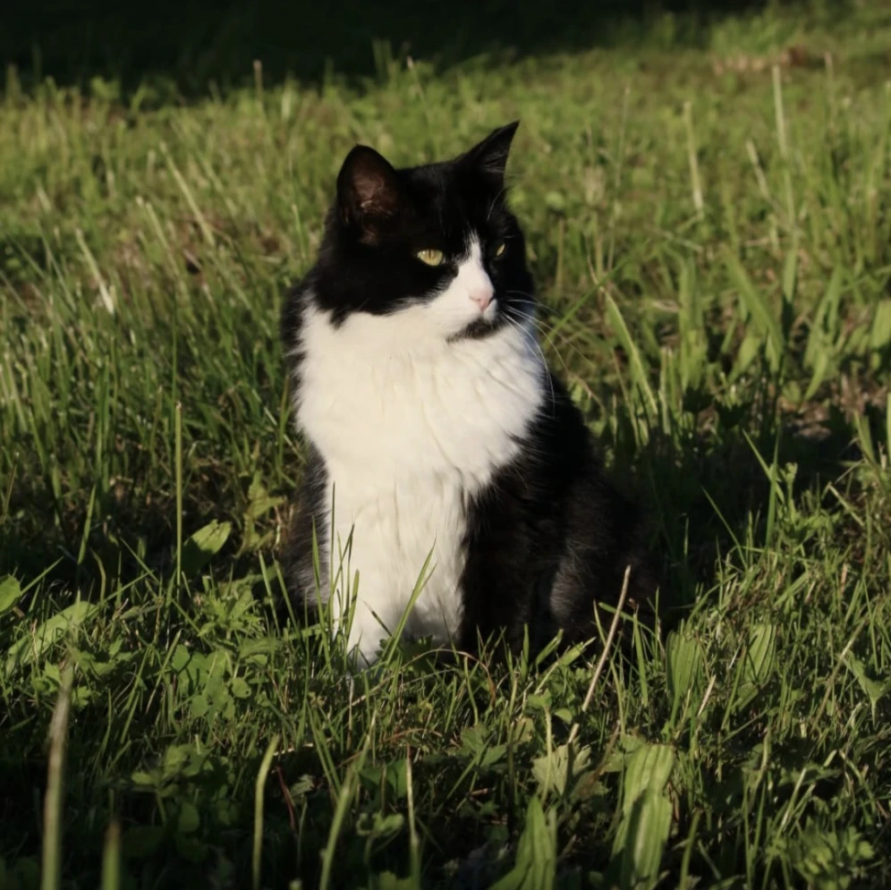 Duchesse