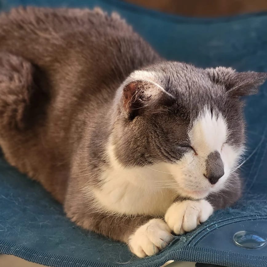 Mimi