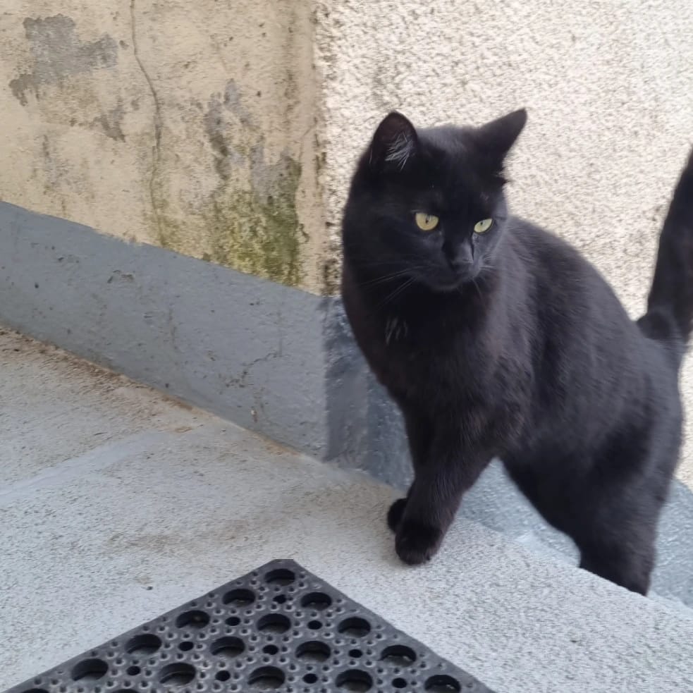 Bagheera