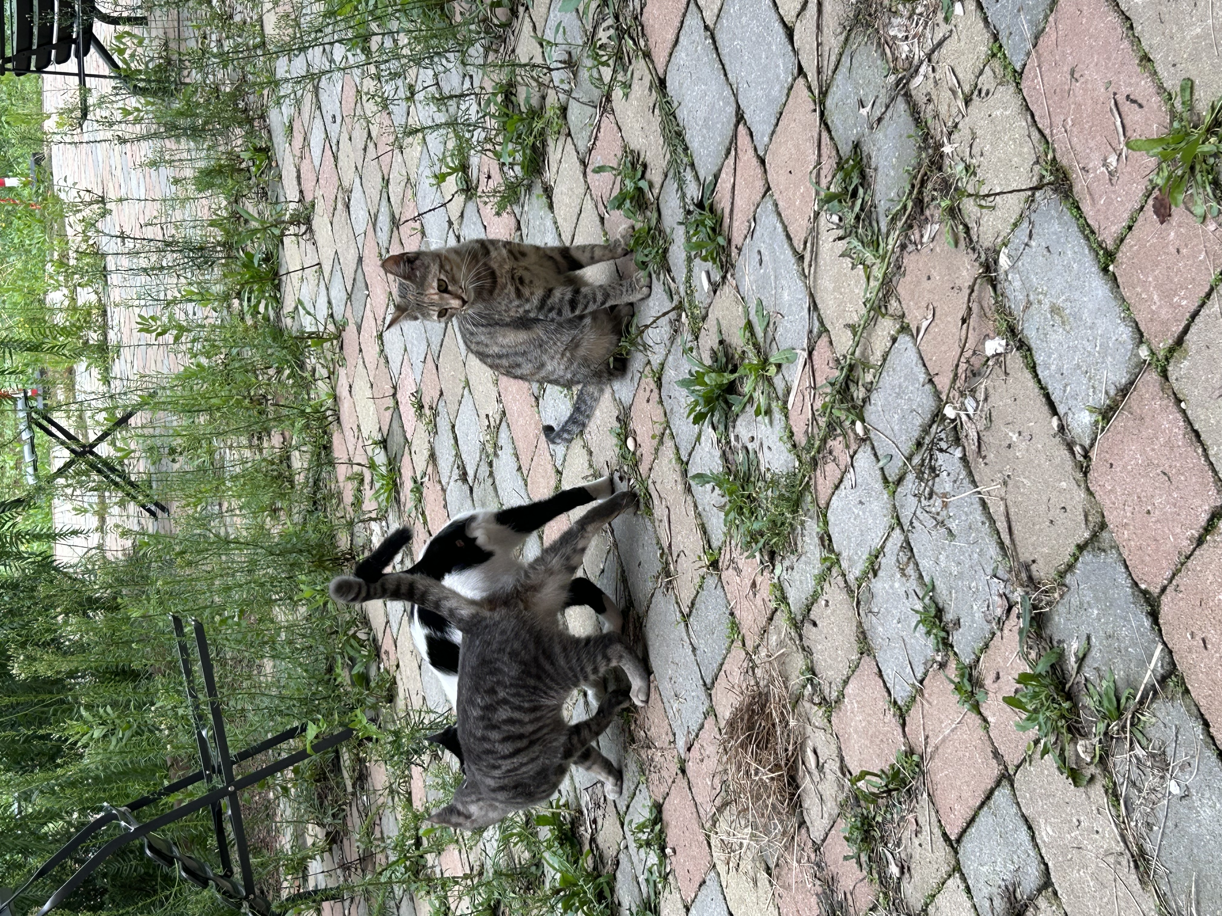 image-7