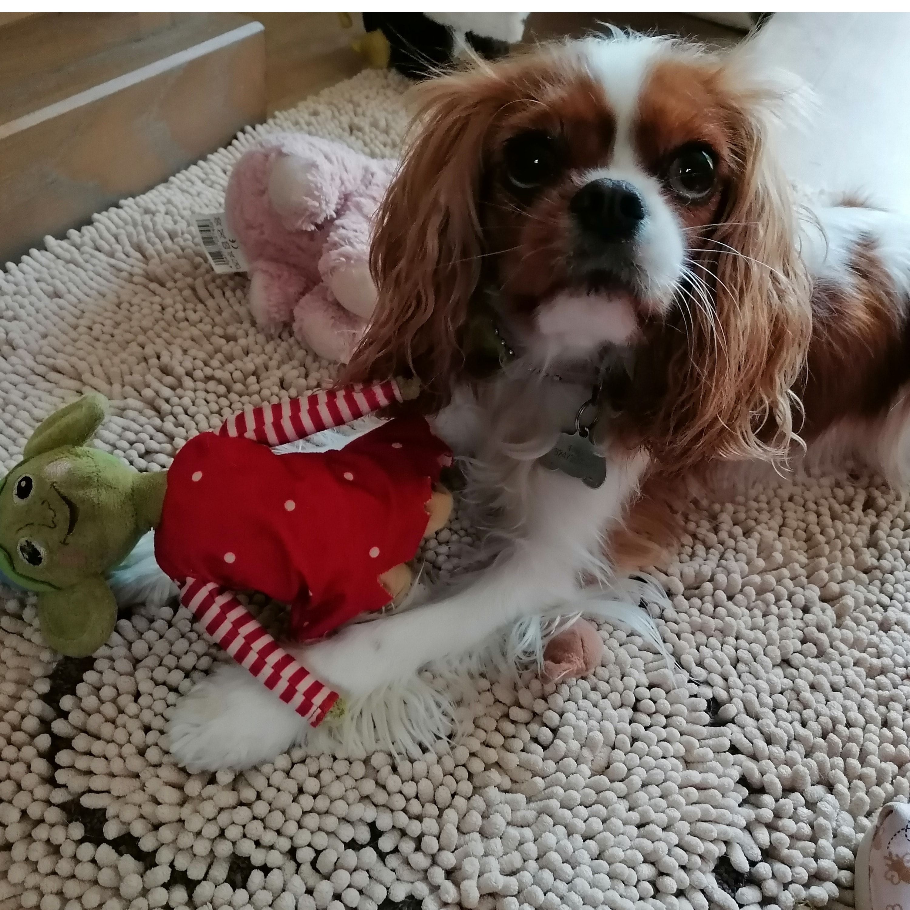 Pip