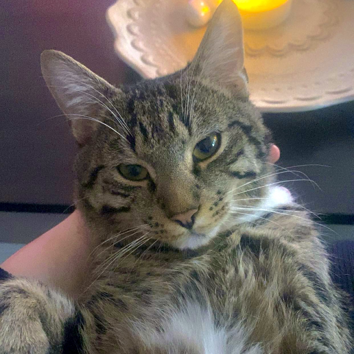 Figaro