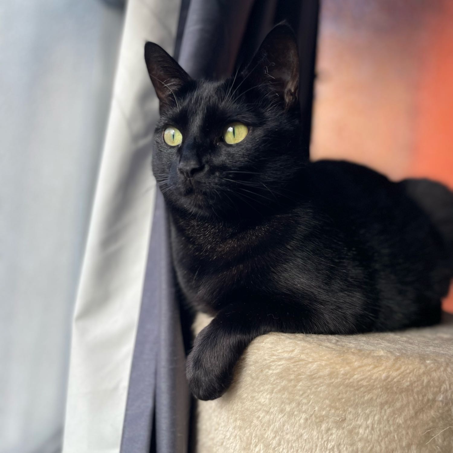 Bella