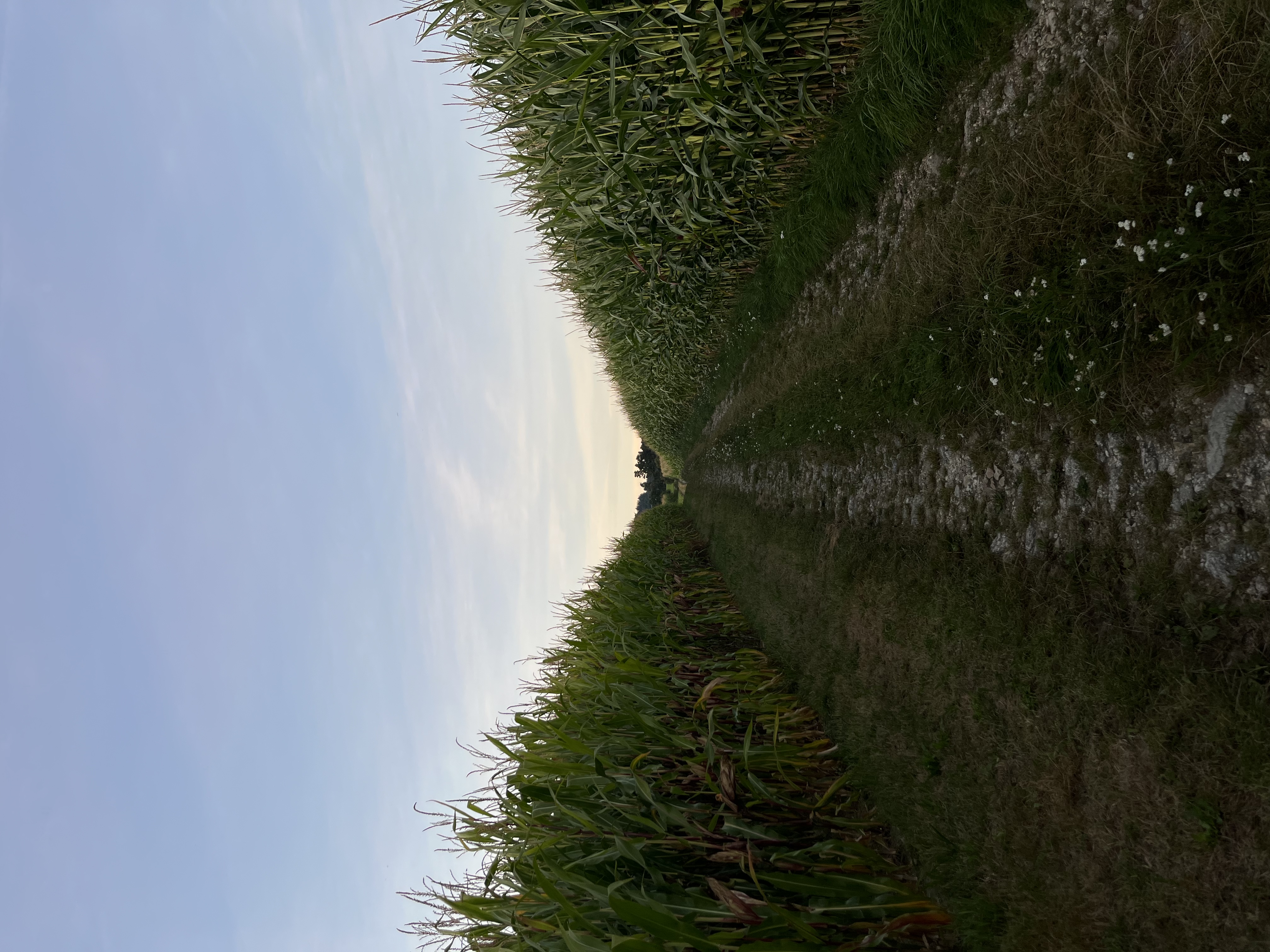 image-19