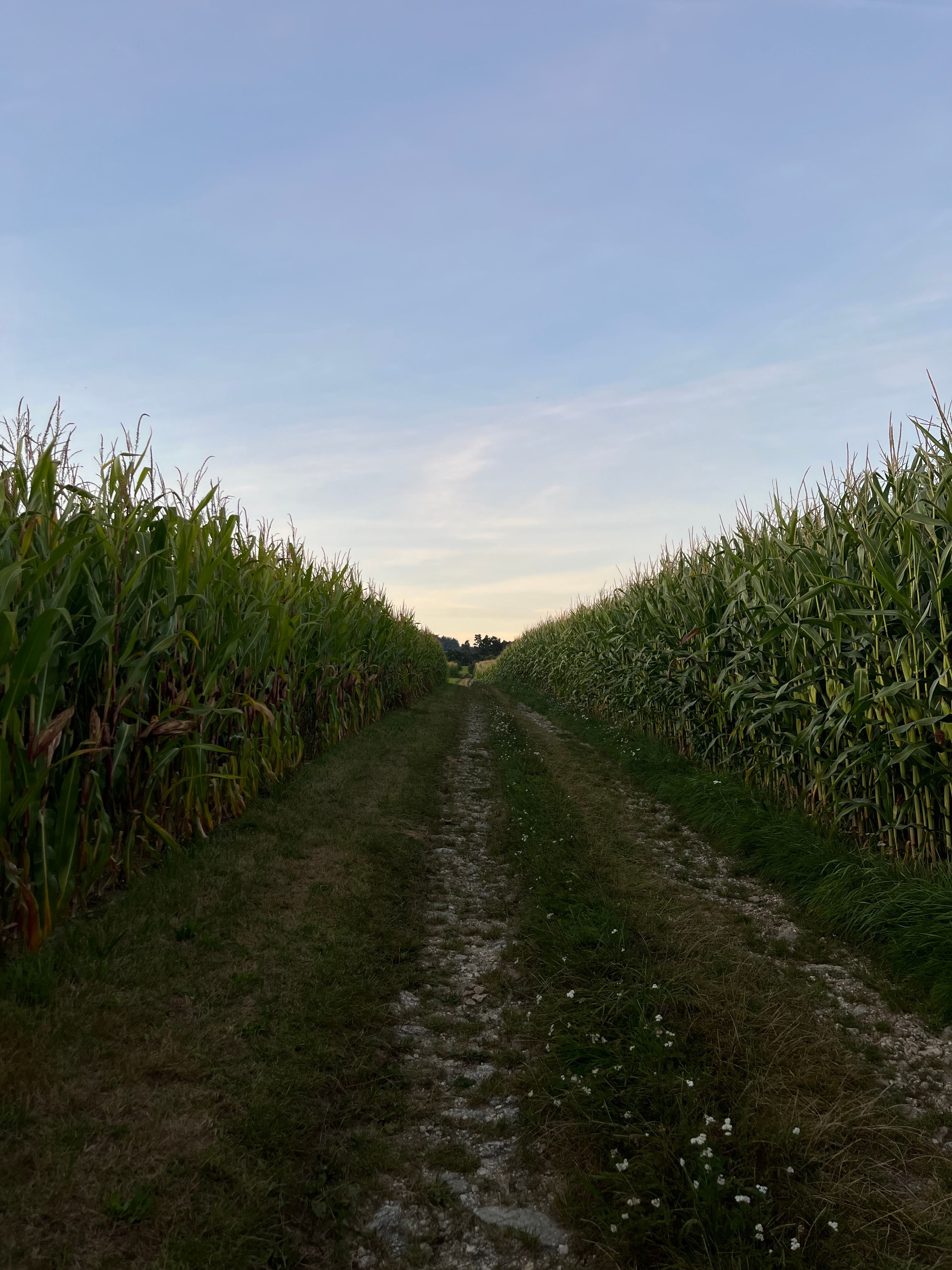 image-19