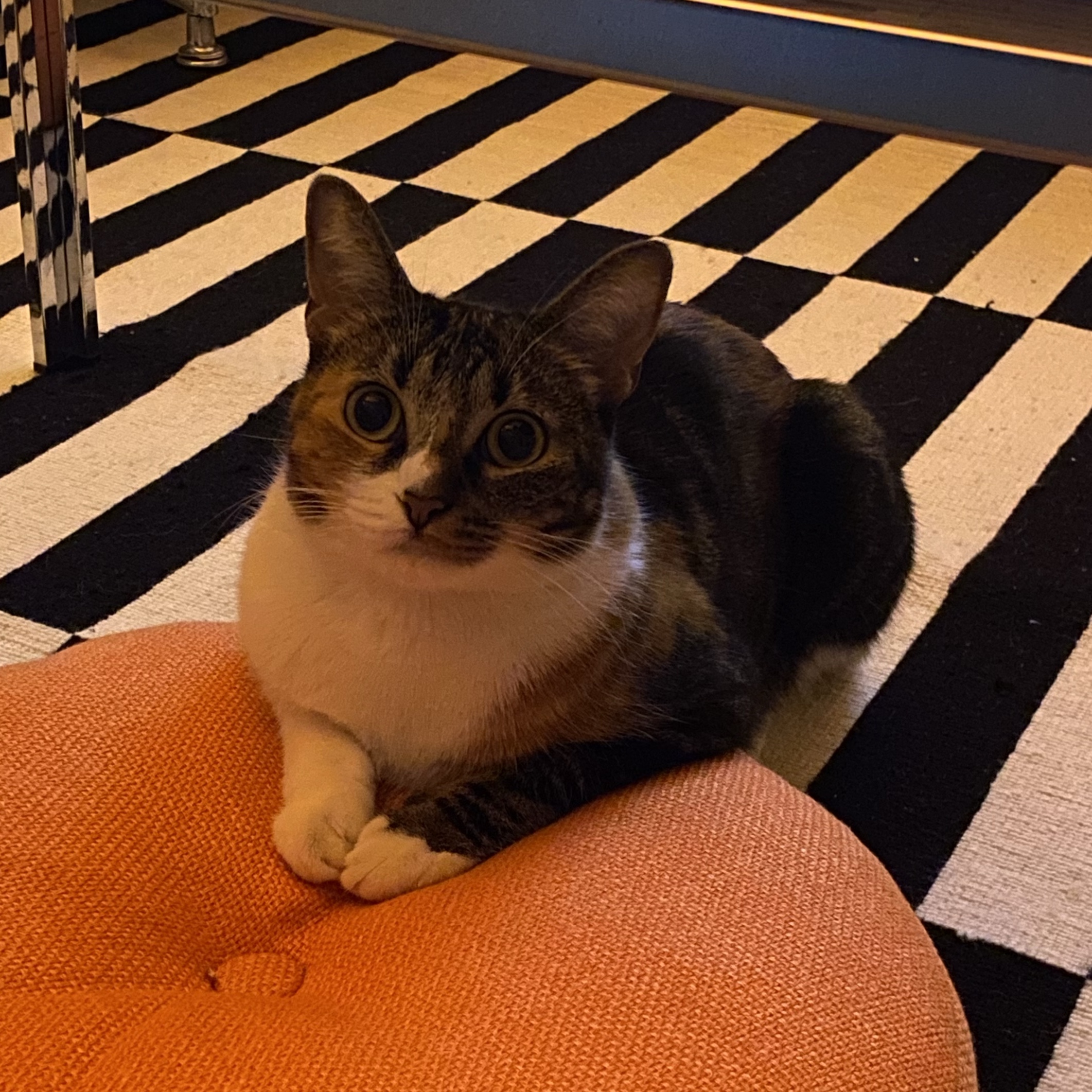 Noisette 