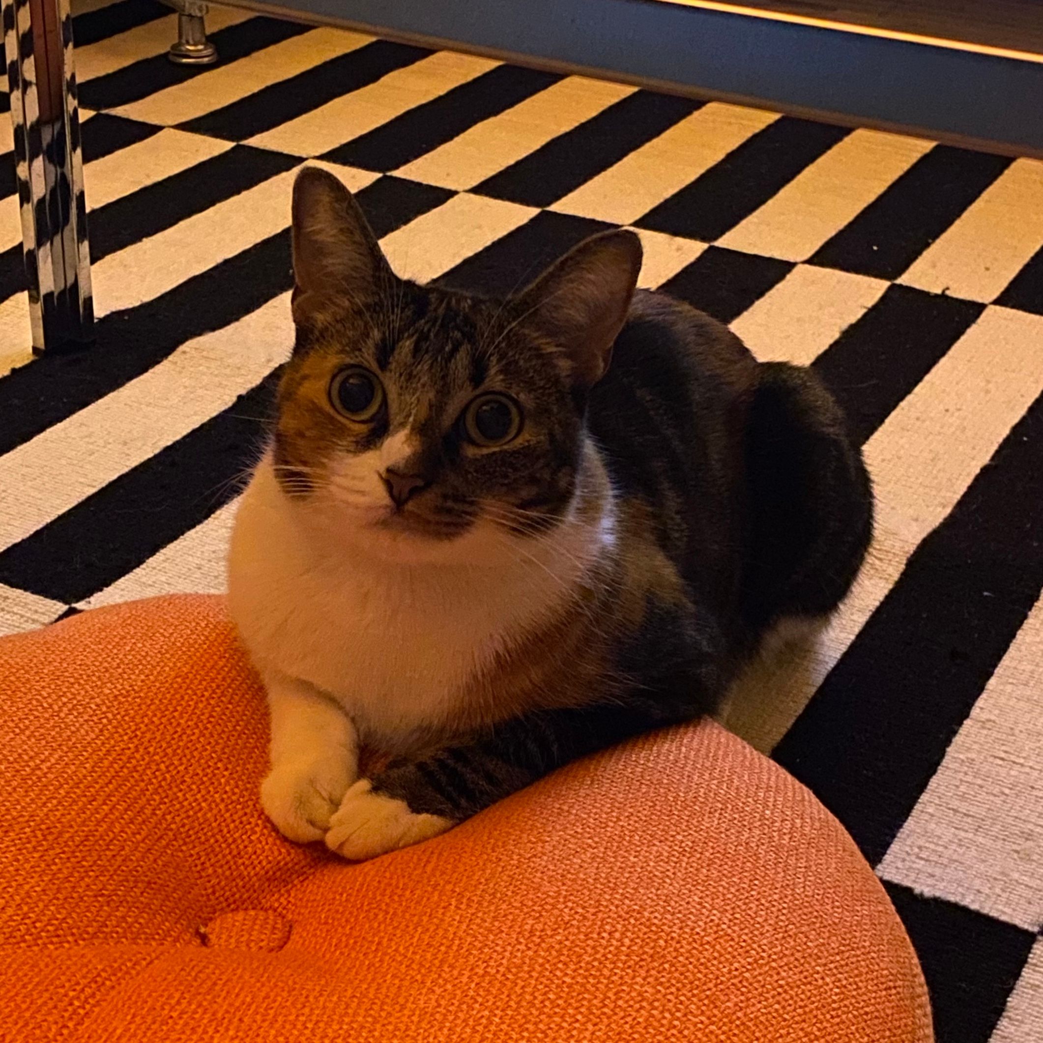 Noisette