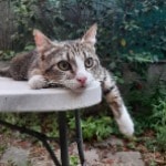 Cosimo