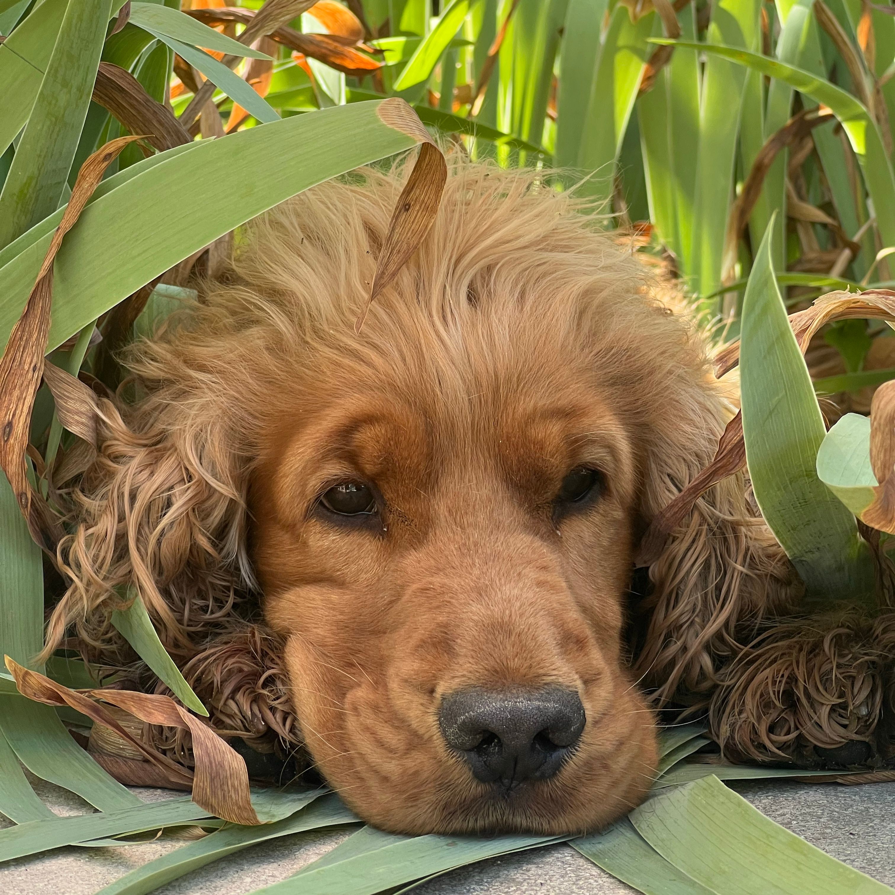 Archibald