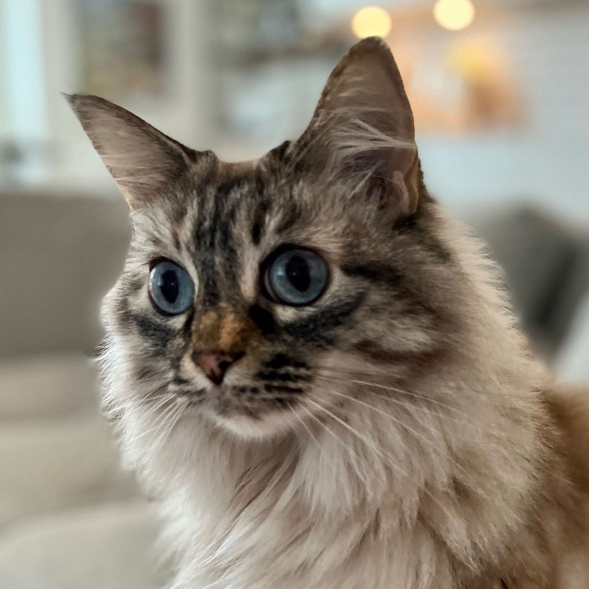 Coco Nanette