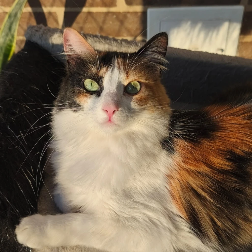 Luna
