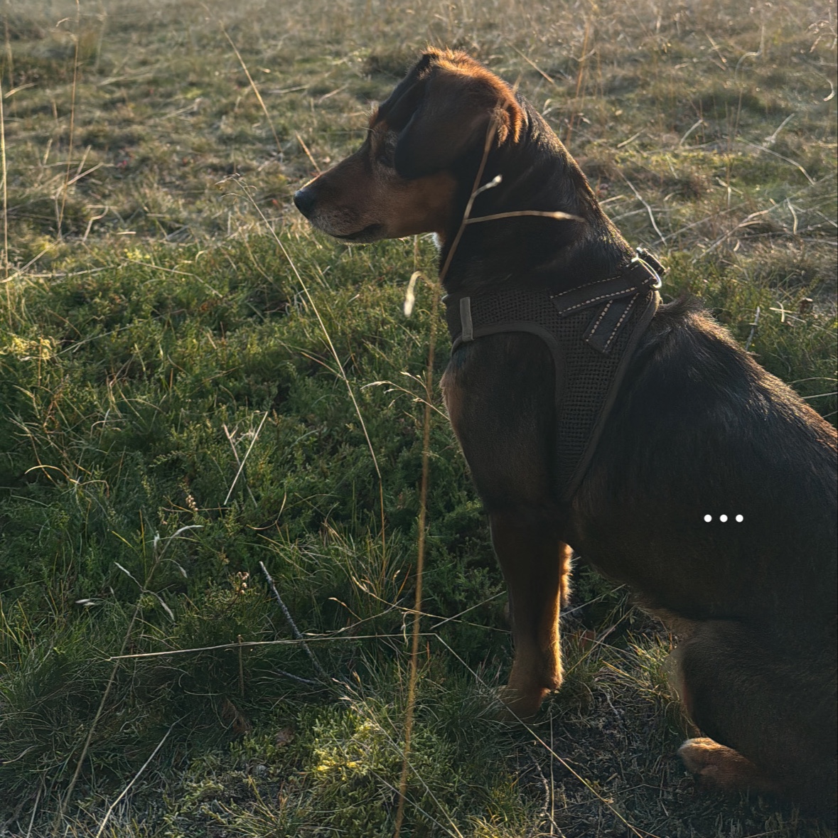Hendrik
