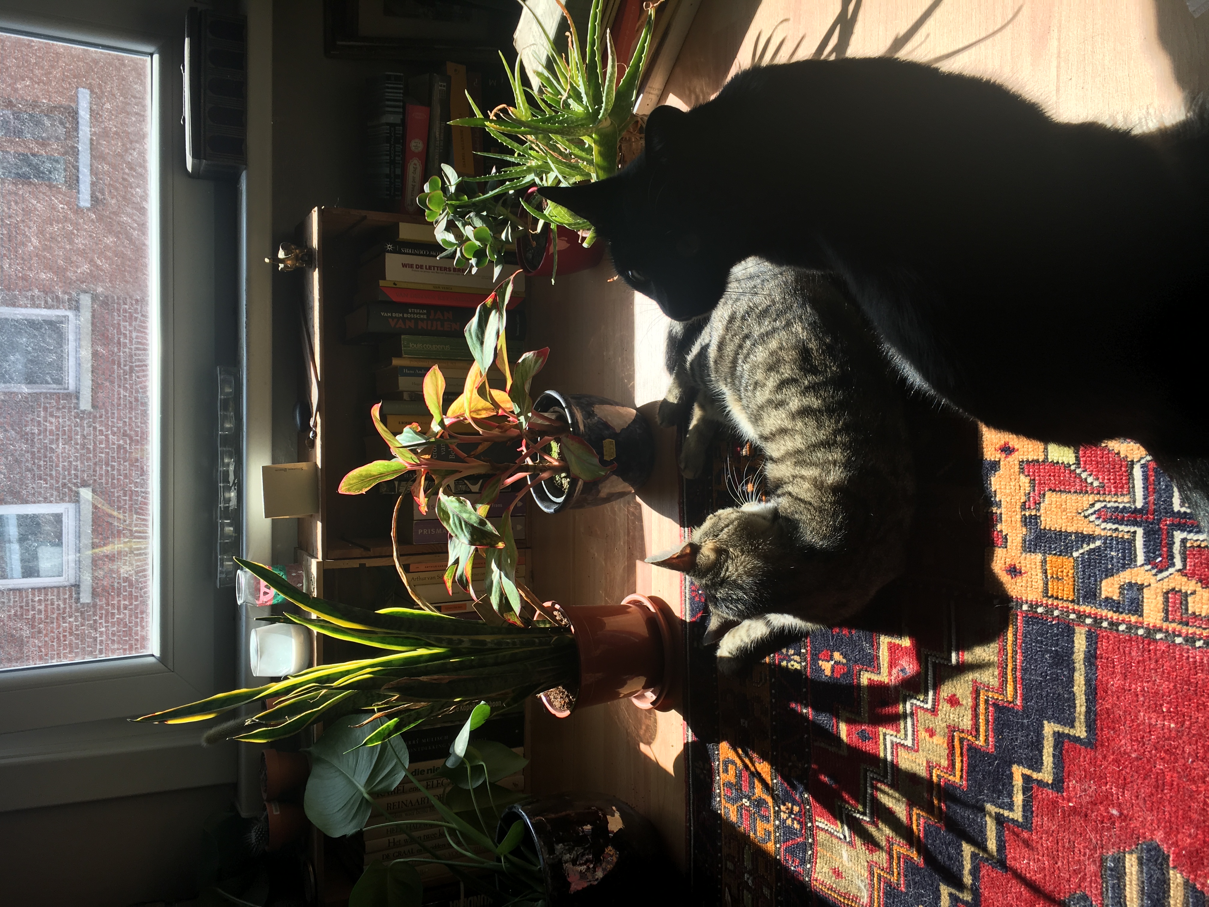 image-5