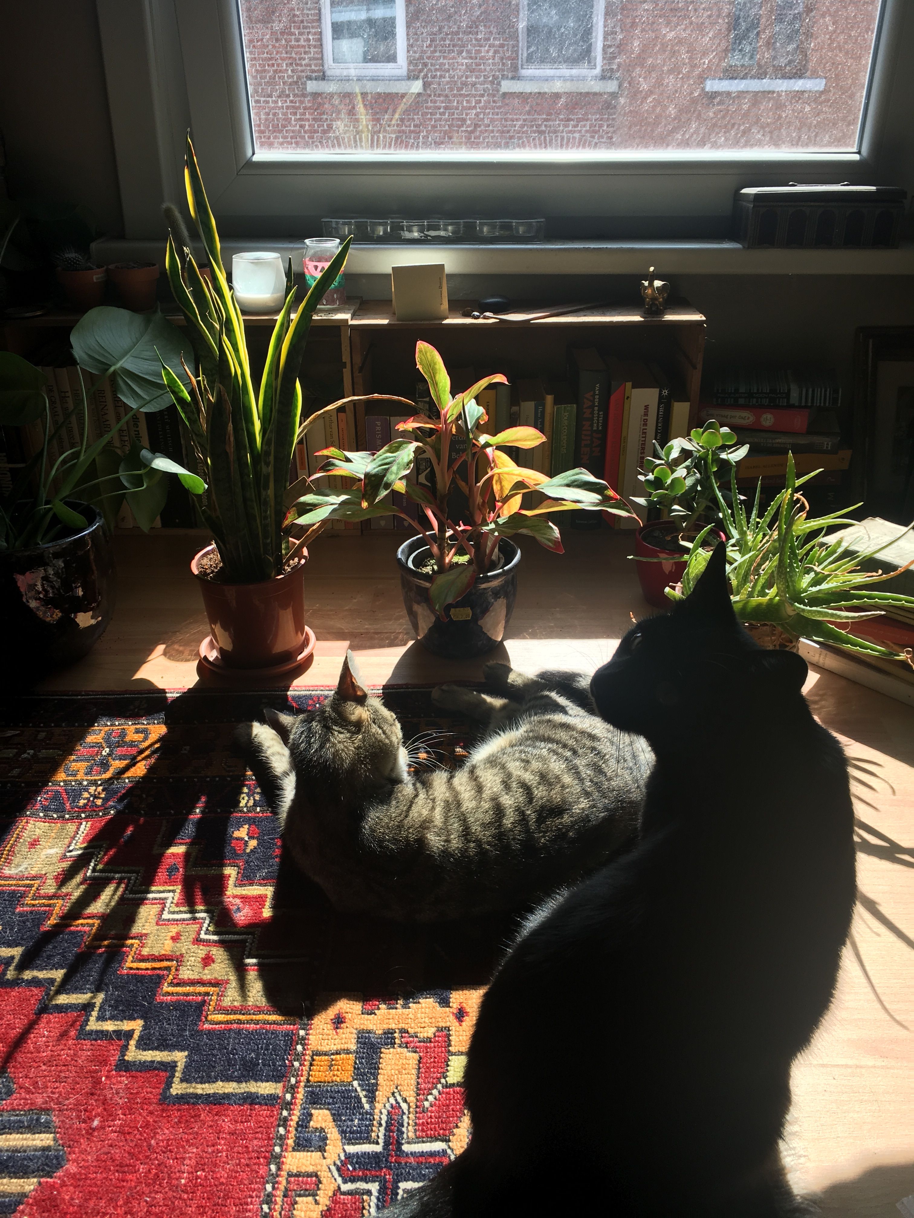 image-5