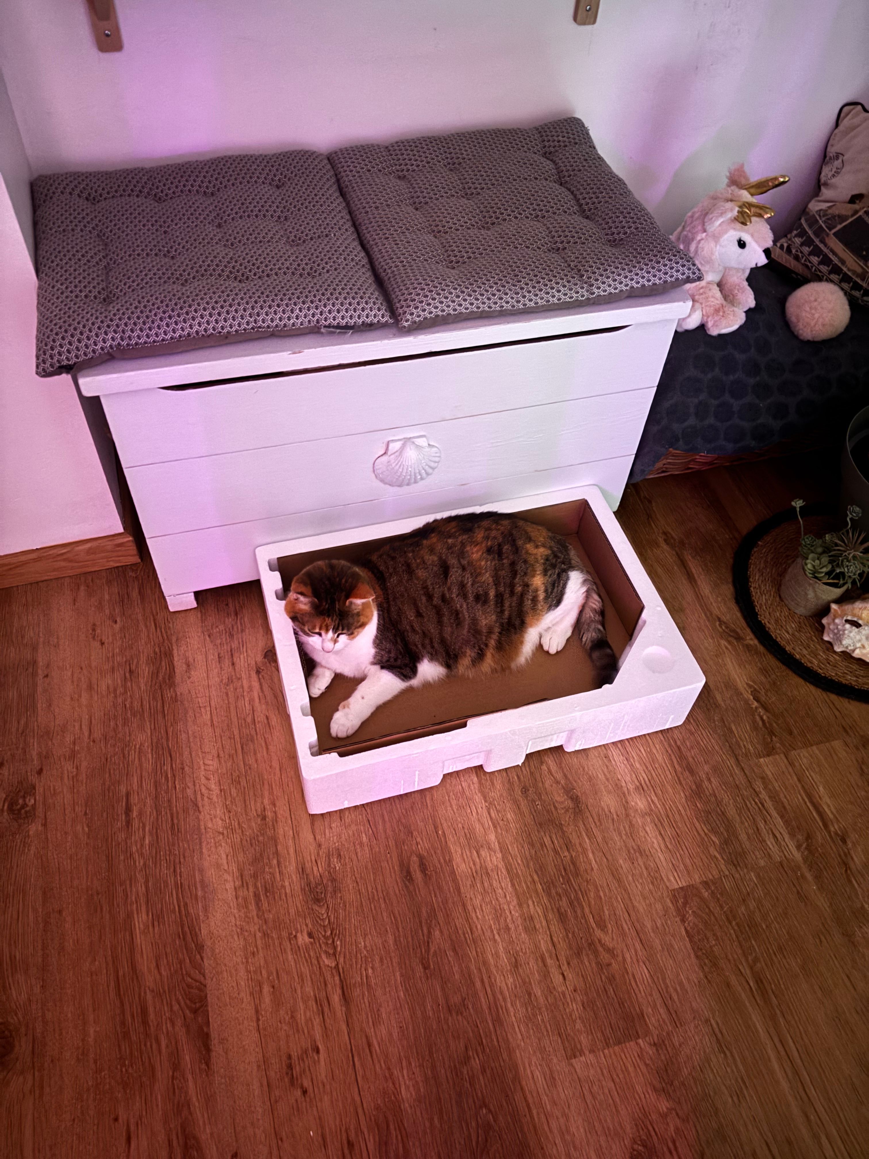 image-11