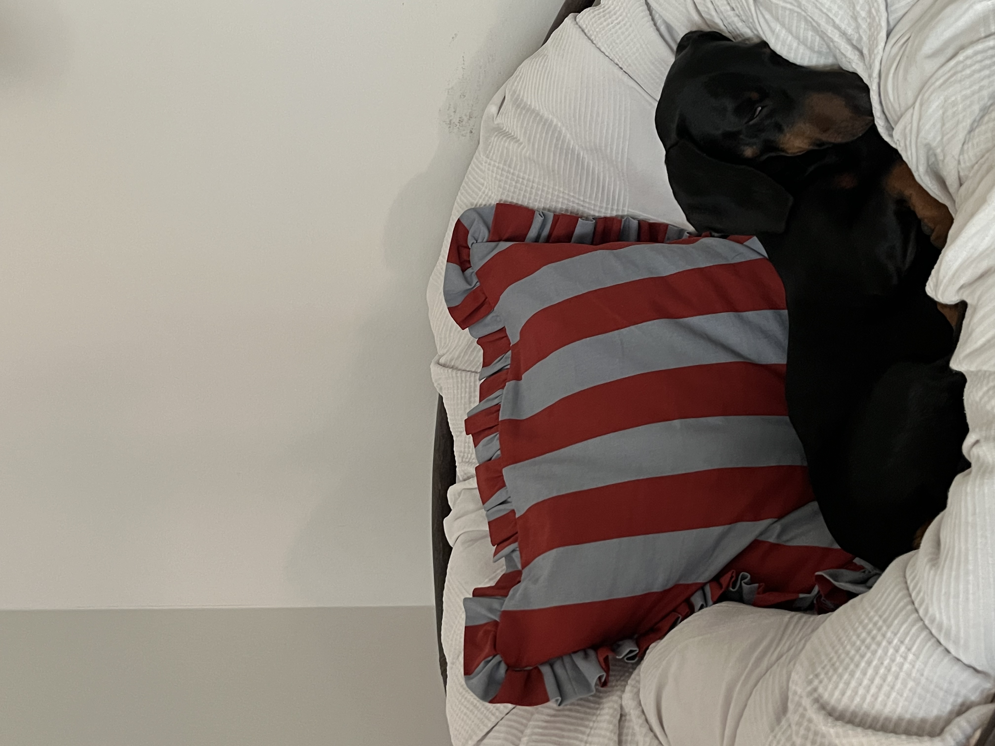 image-7