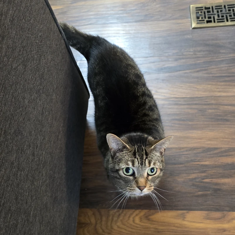 Minou