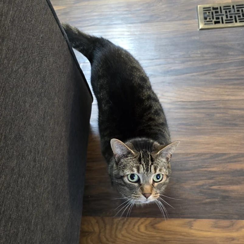 Minou