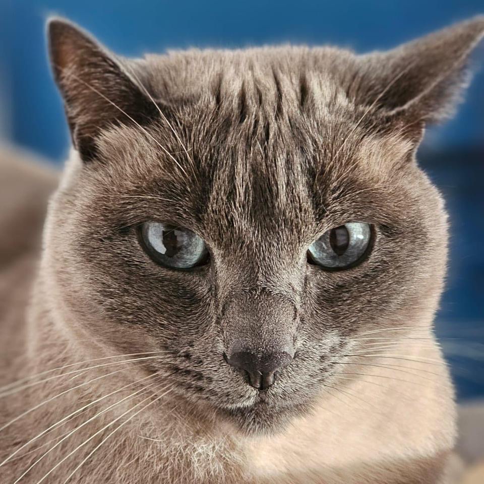 Saphir