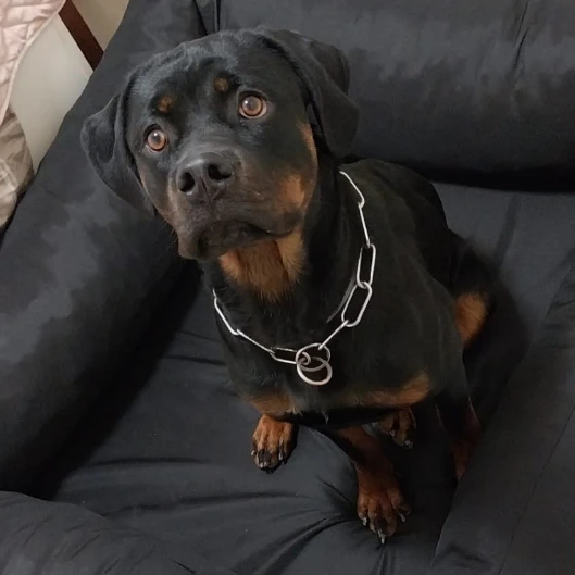 Sosa