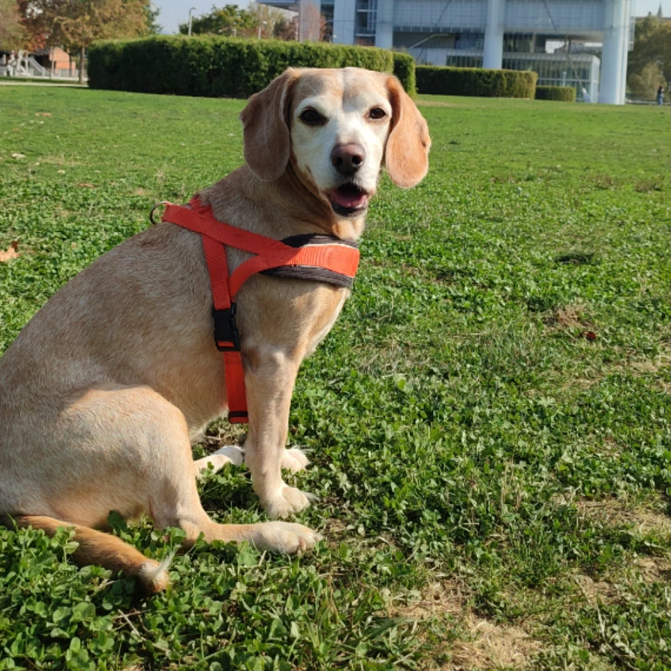 Lulu