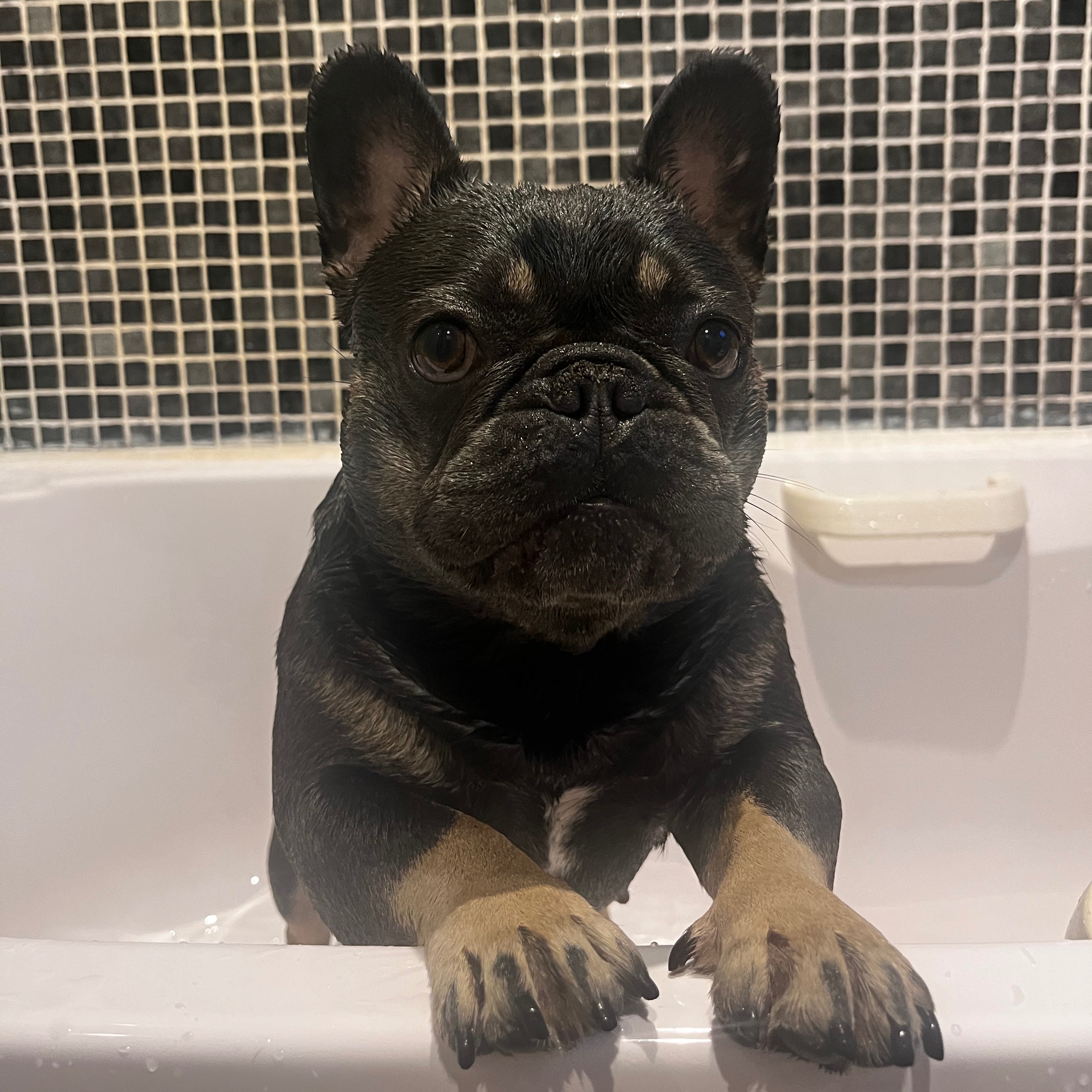Stella