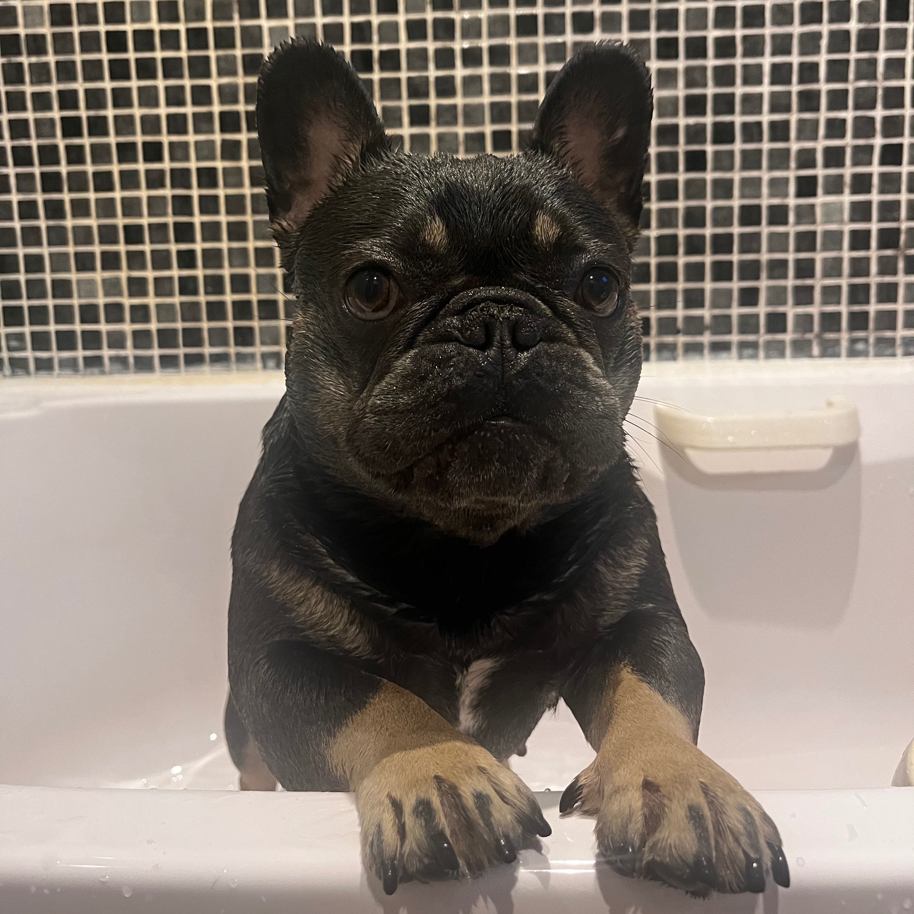 Stella