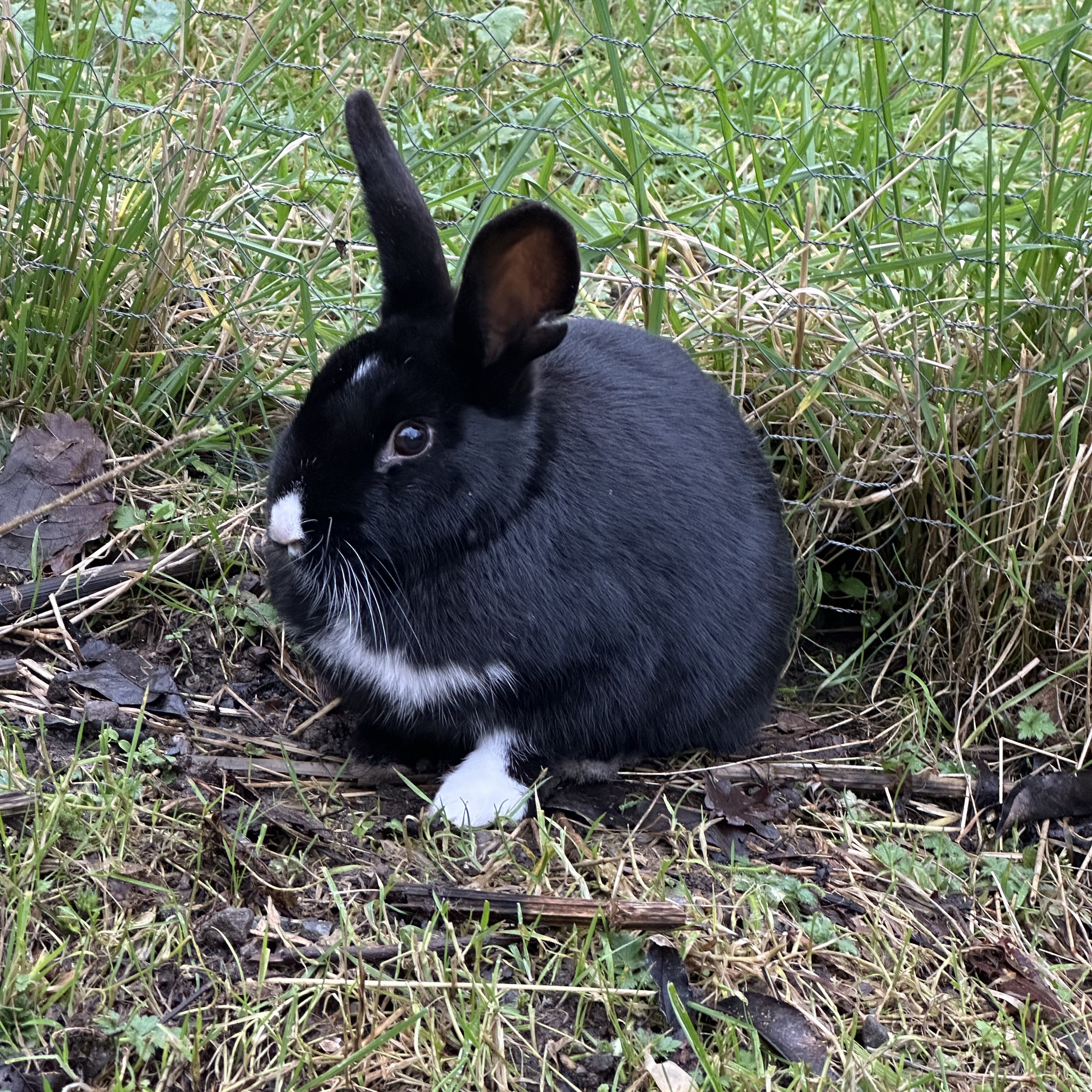 Benny