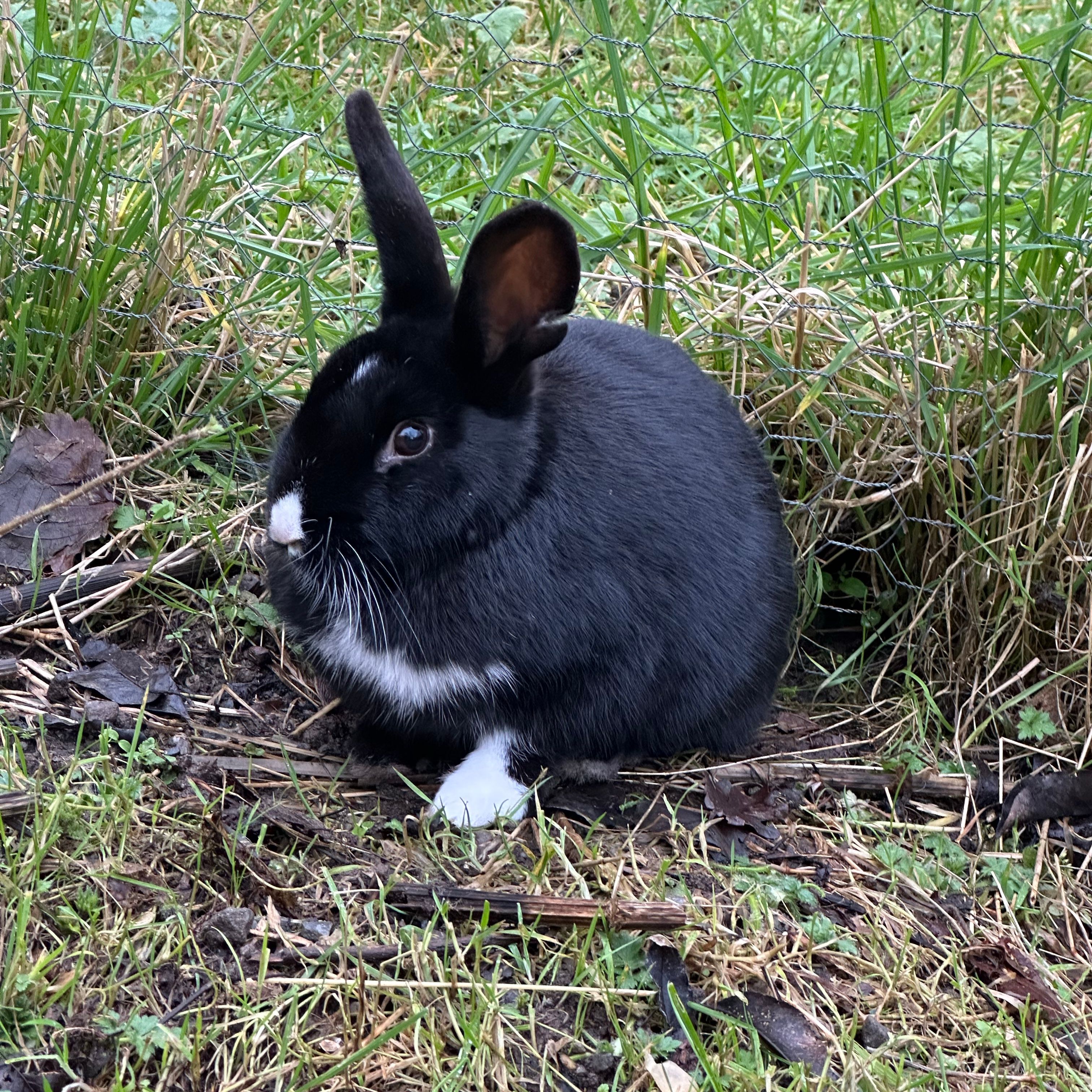 Benny