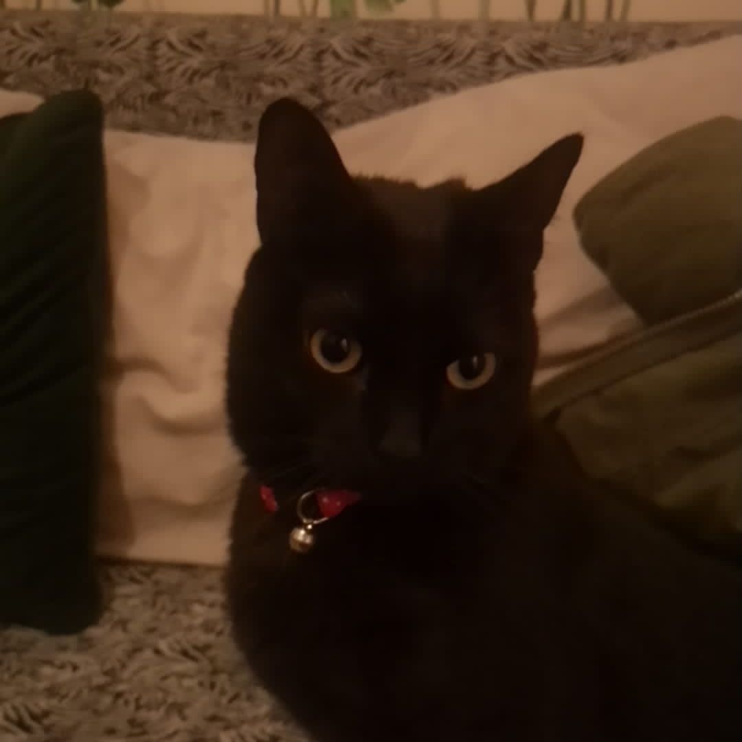 whiskey