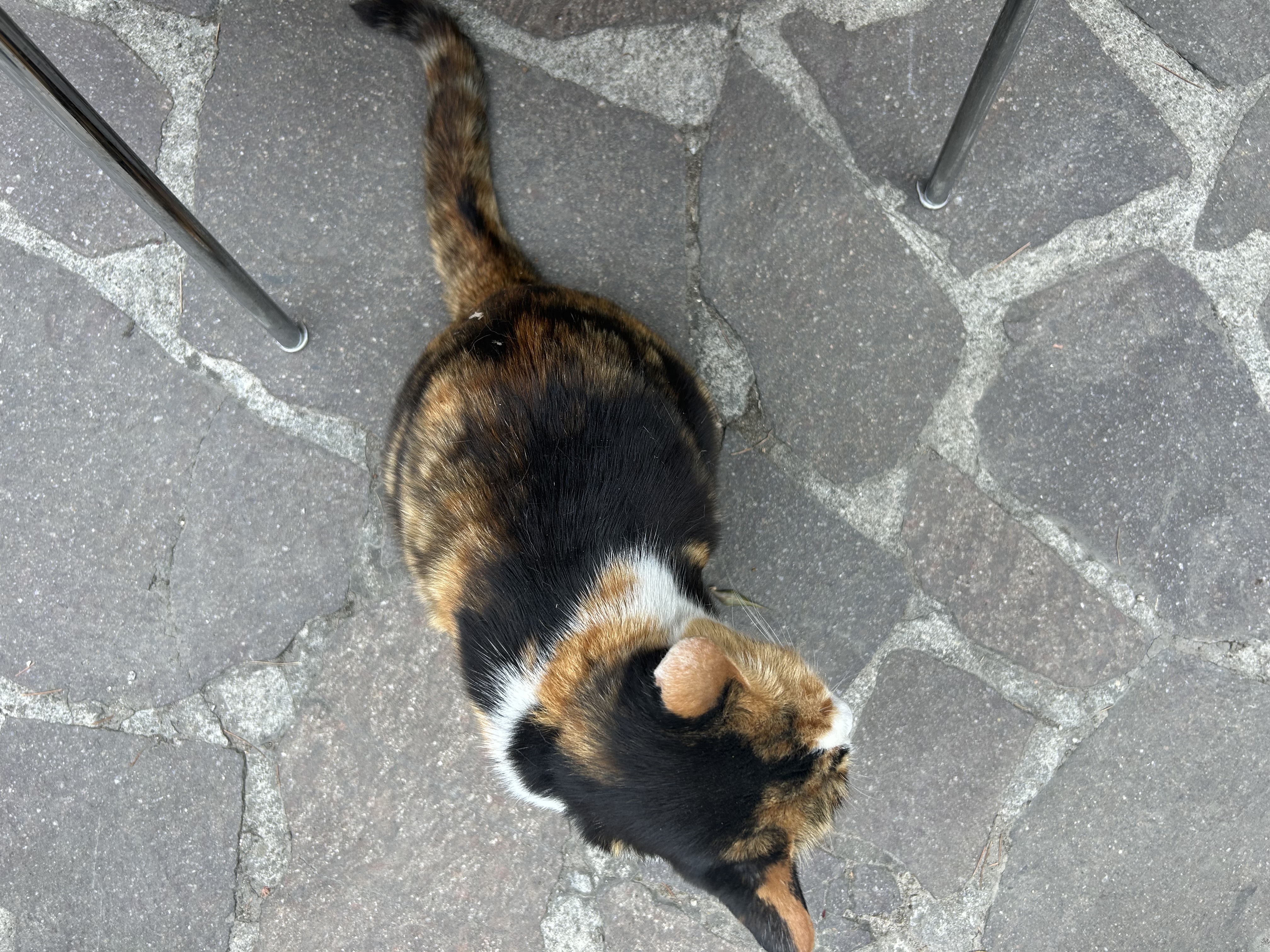 image-7