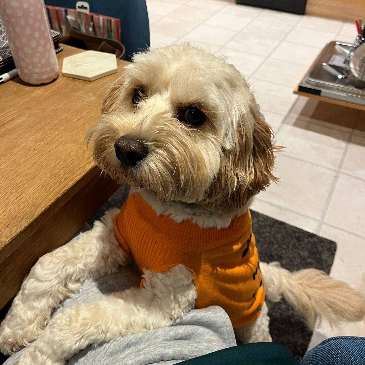 Toby