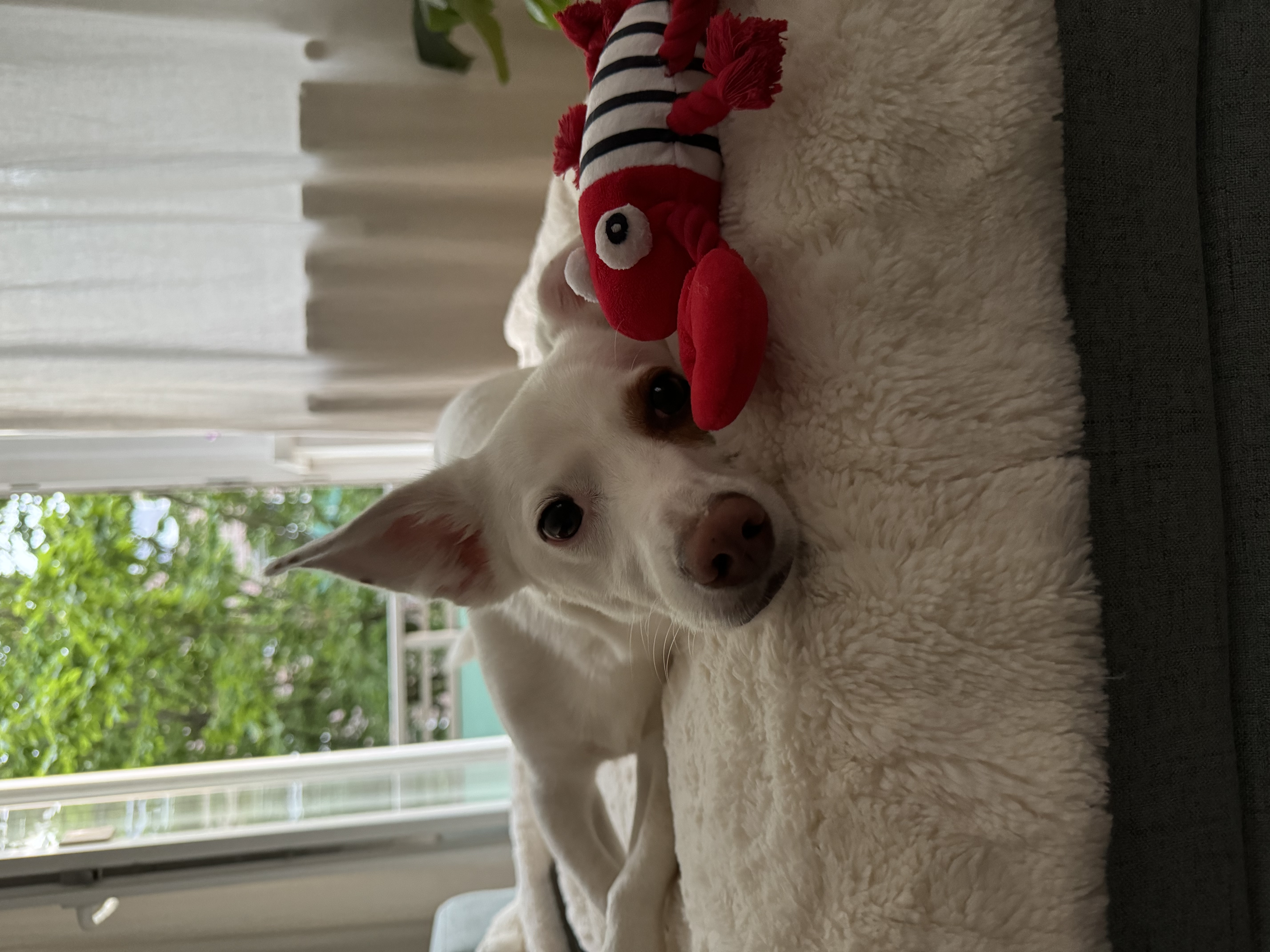 image-6