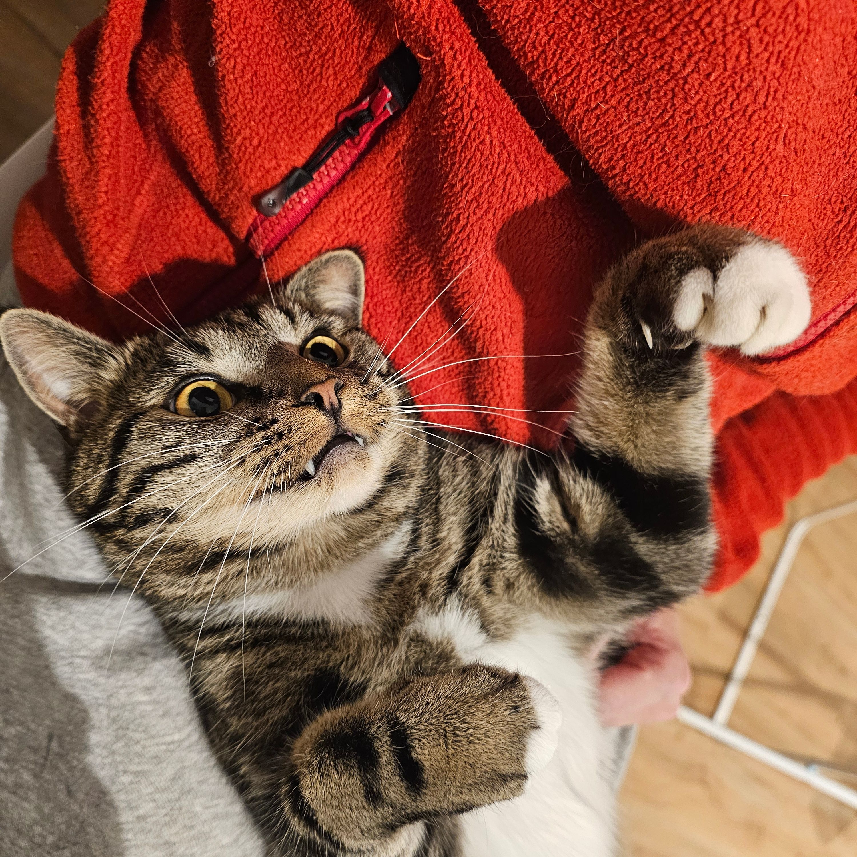 Leo