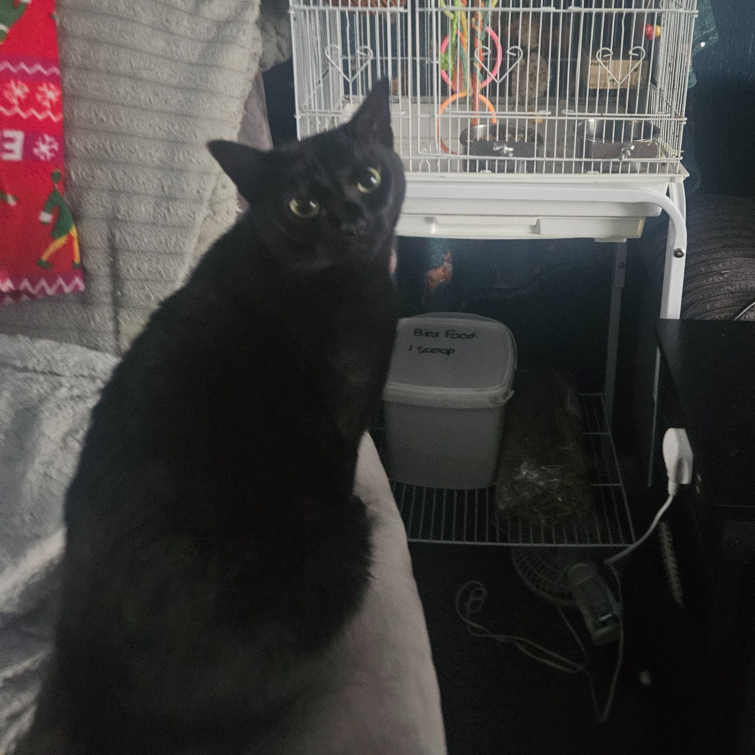 Jet