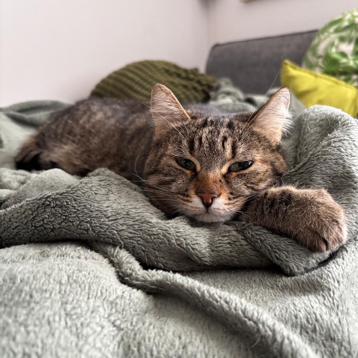 Tigretta