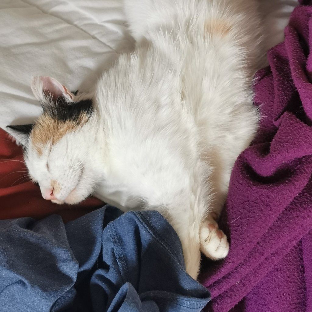 Kitty