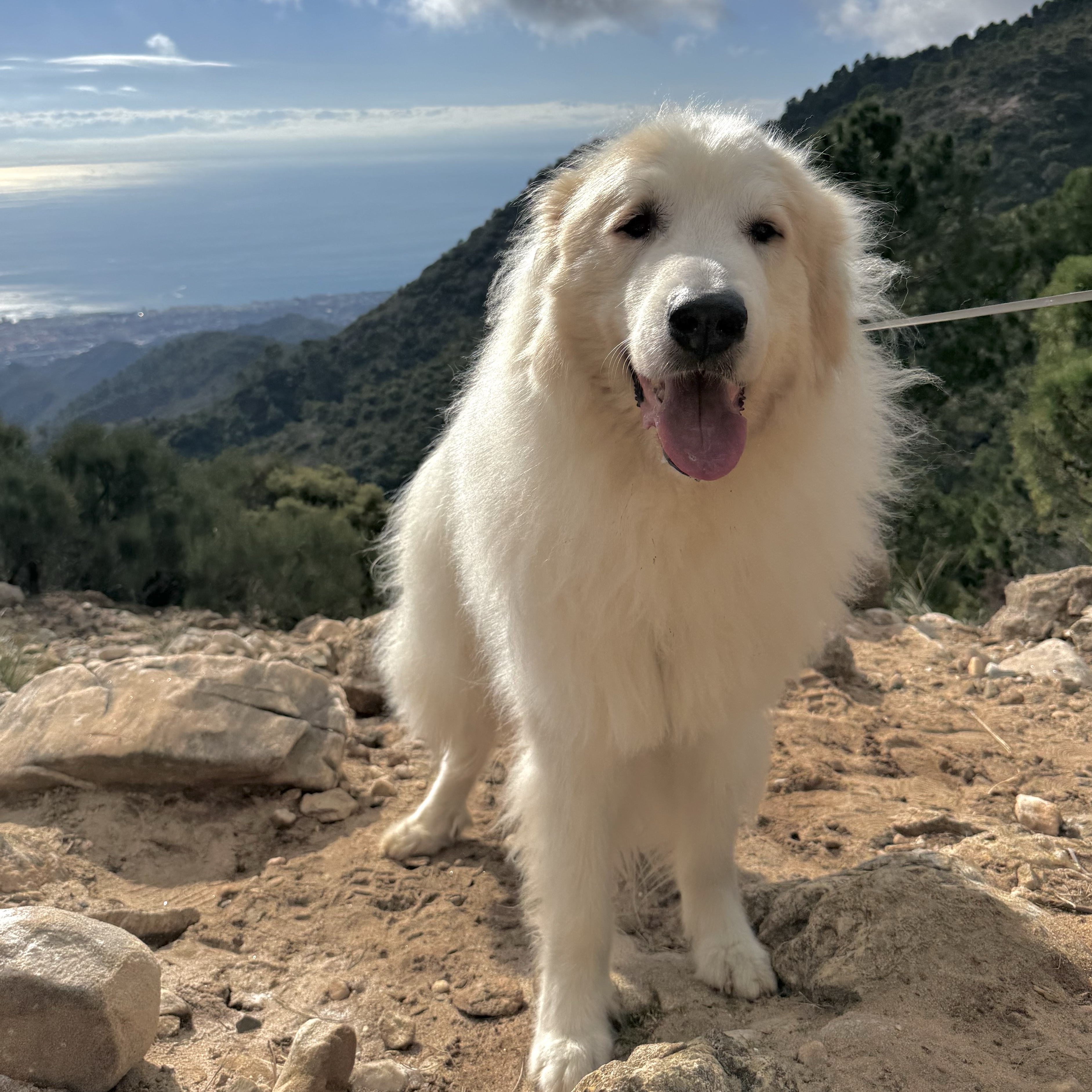 Cooper