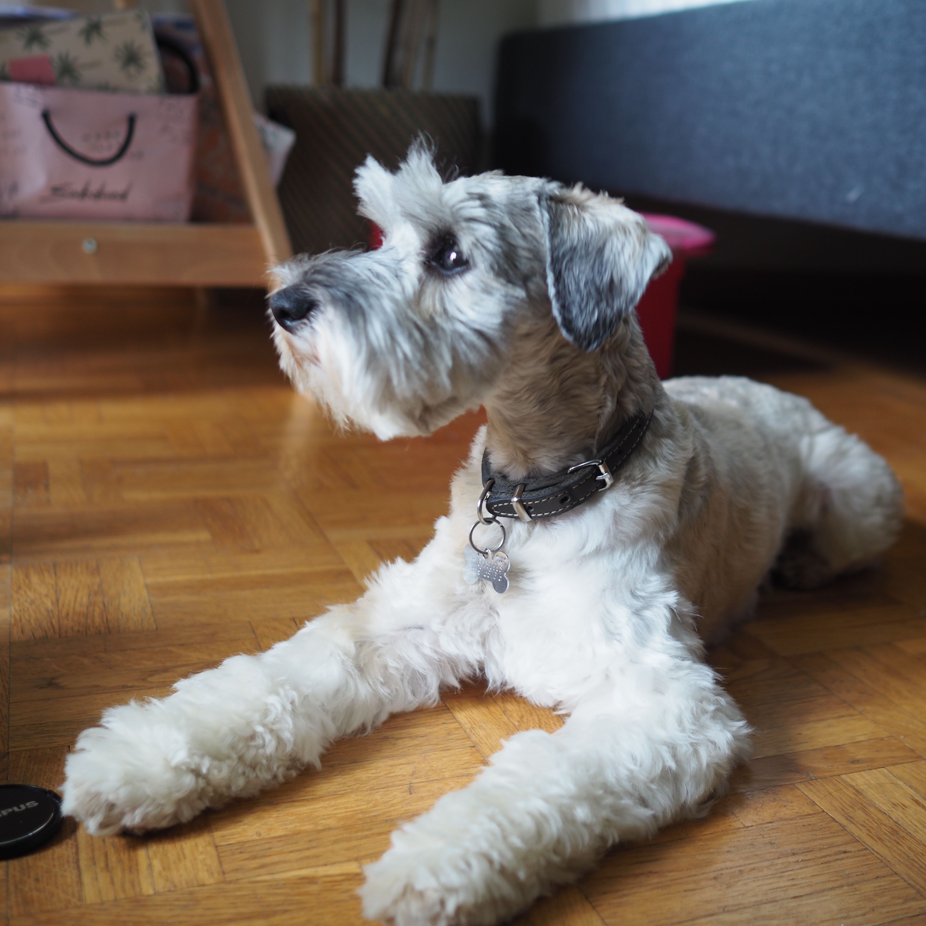 Pepper