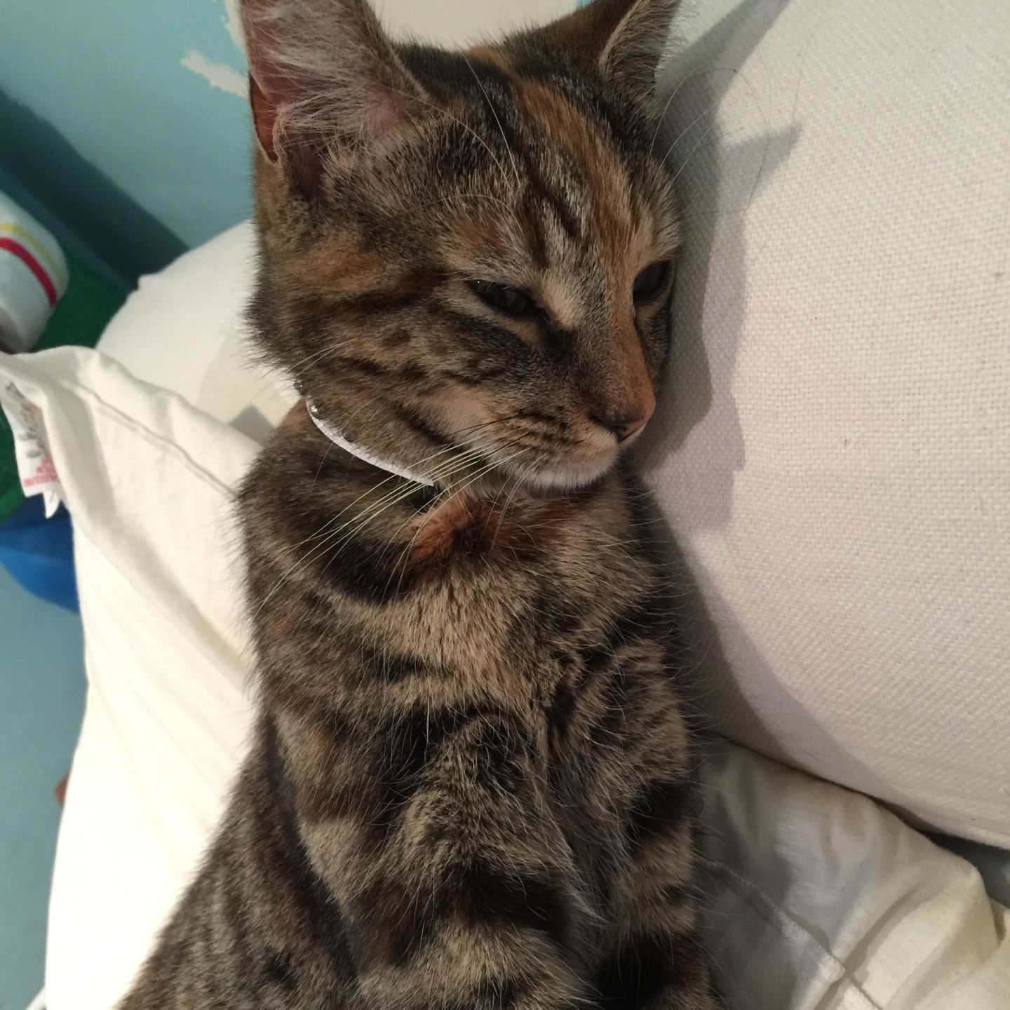 Arya